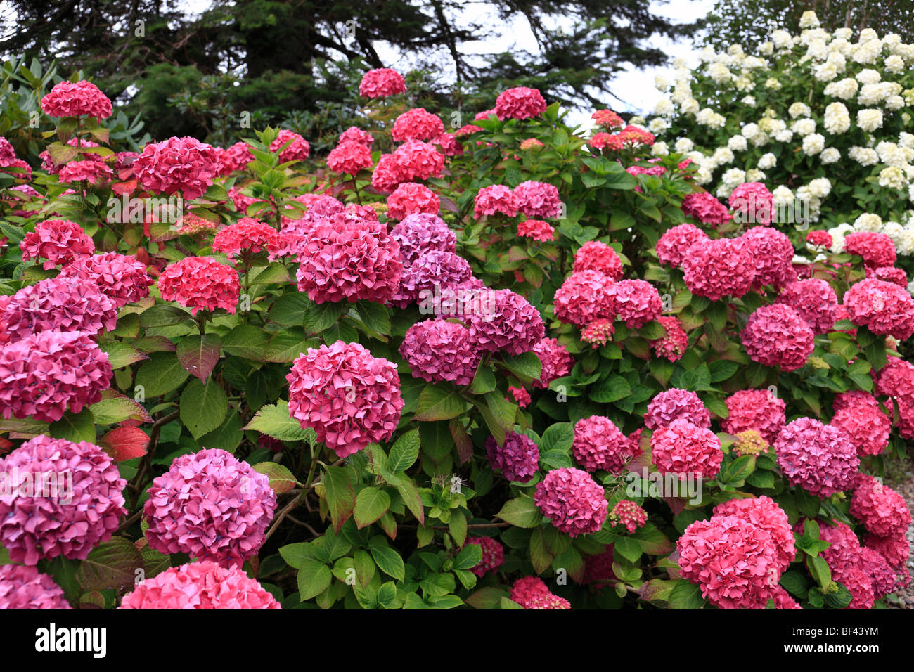 Large white hydrangea hi-res stock photography and images - Alamy
