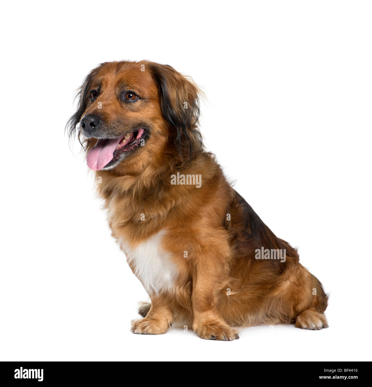 Bastard dog, 10 years old, sitting in front of white background, studio