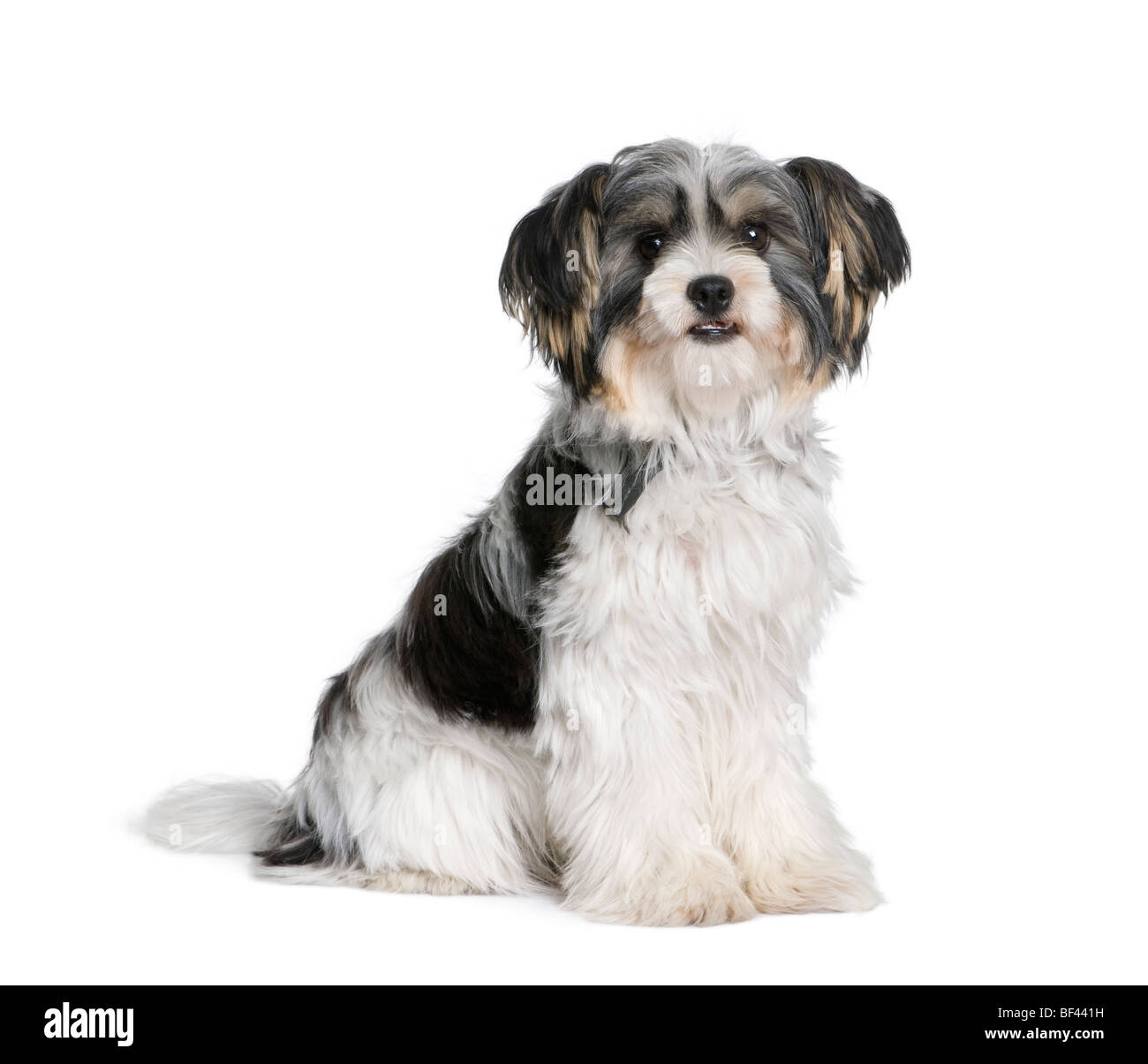 Bastard dog sitting in front of white background, studio shot Stock