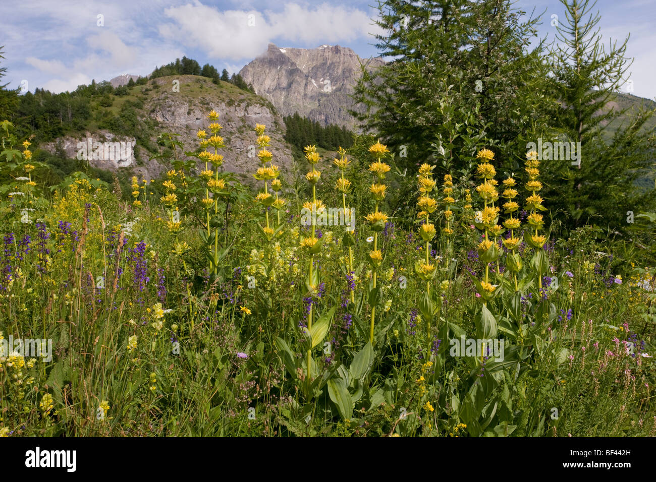 Yellow Gentian Gentiana lutea in flowery meadow in the Narreyroux valley, the Ecrins National Park, French Alps, France Stock Photo