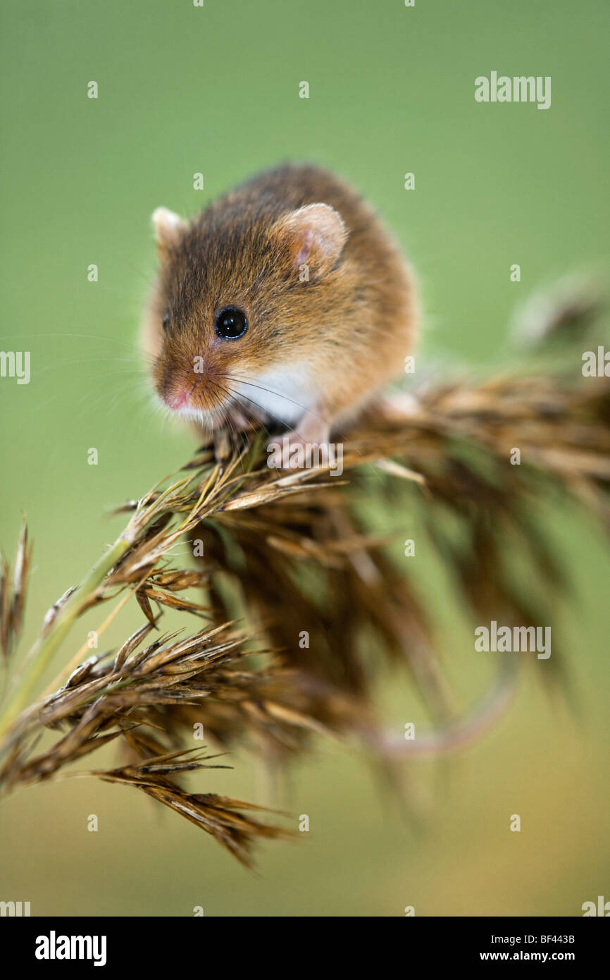 Harvest Mouse; Micromys minutus; climbing on a reed; captive Stock Photo