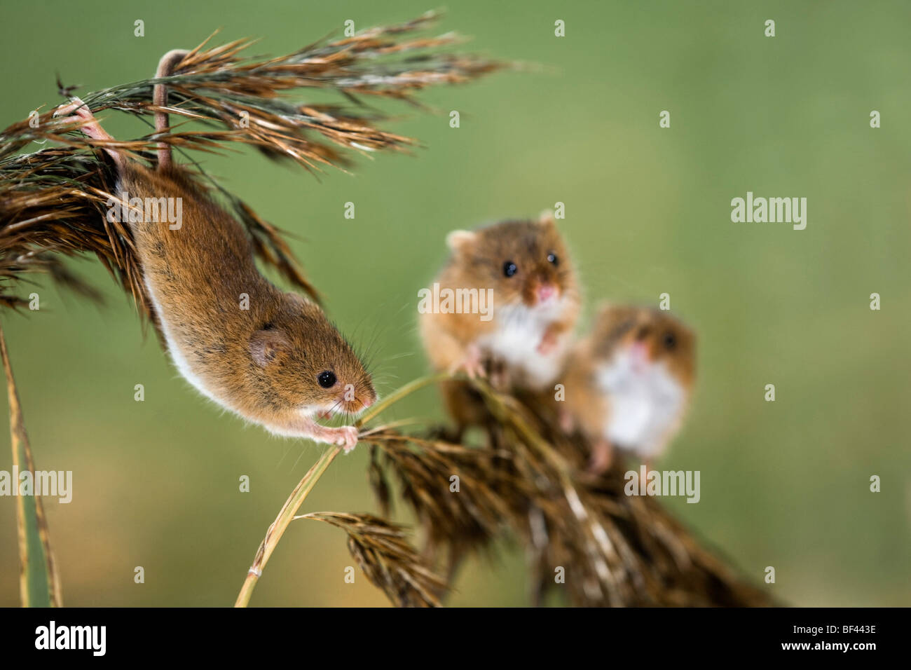 Harvest Mice; Micromys minutus; climbing on reeds Stock Photo