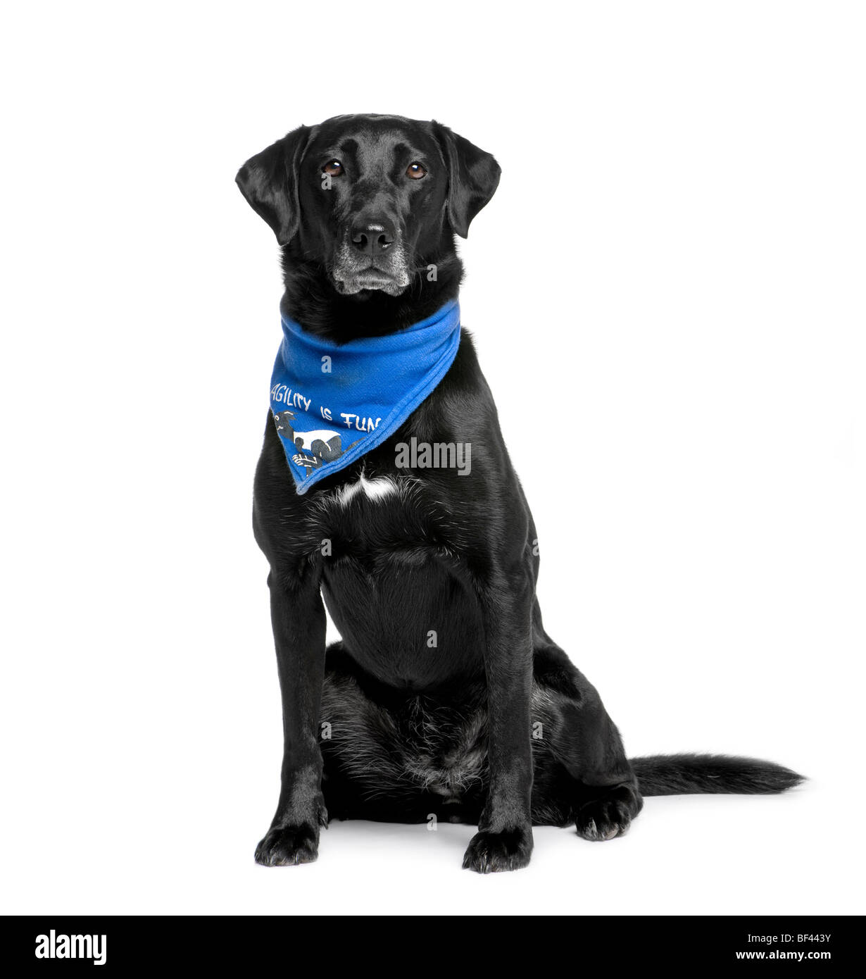 Bastard dog in handkerchief, 5 years old, sitting in front of white