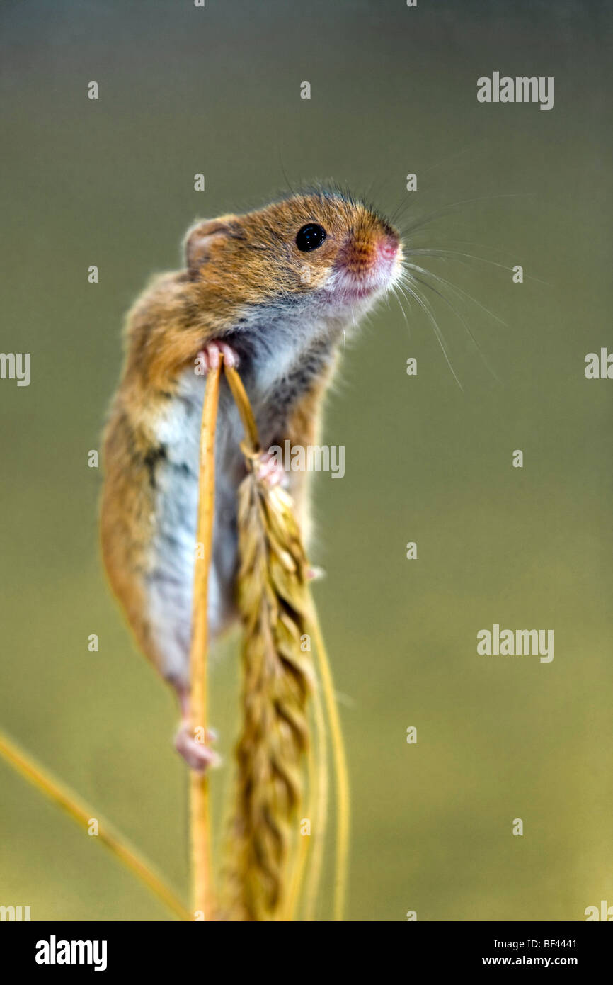 Harvest Mouse; Micromys minutus; on corn; captive Stock Photo