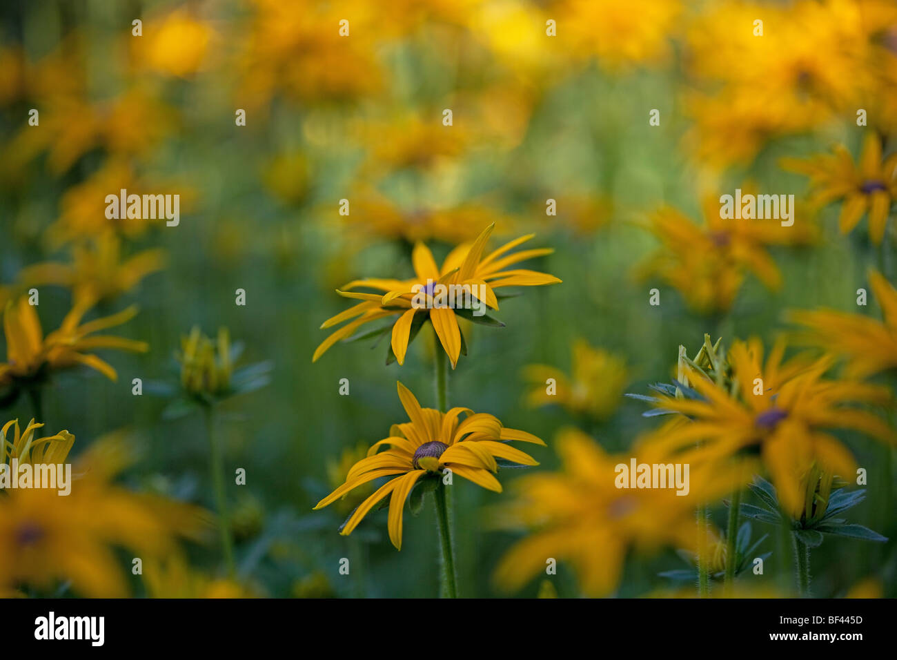 Rudbeckia in soft summer sunshine Stock Photo