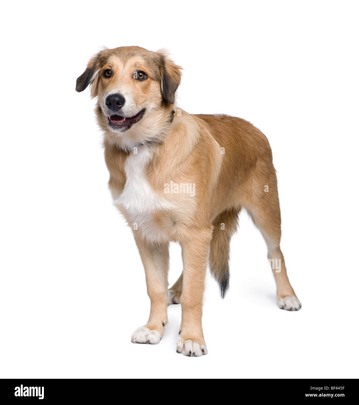 Mixed-breed dog between an Australian Shepherd and Golden Retriever, 5 months old, in front of white background Stock Photo