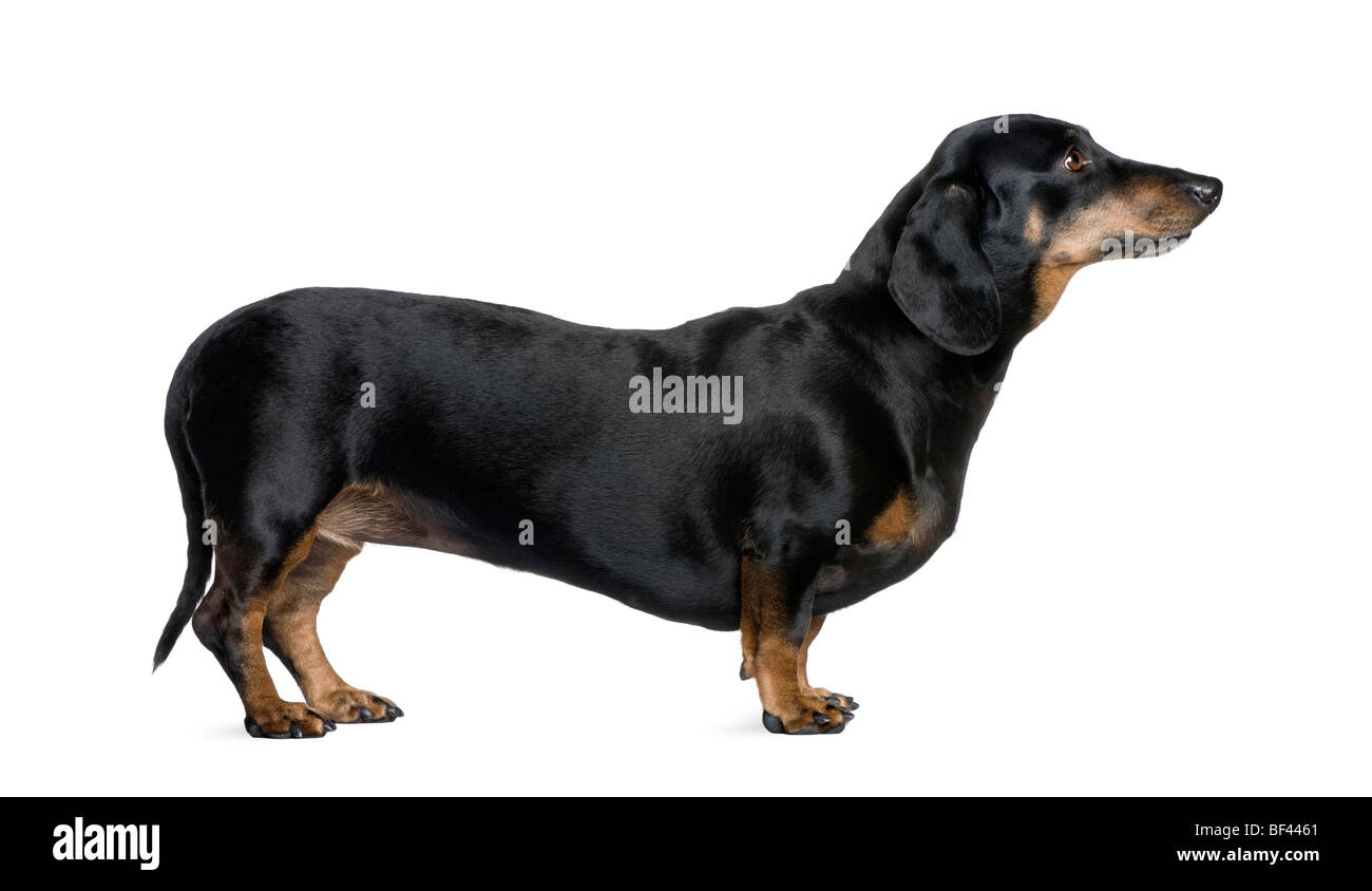 Dachshund, 6 years old, standing in front of white background, studio shot Stock Photo