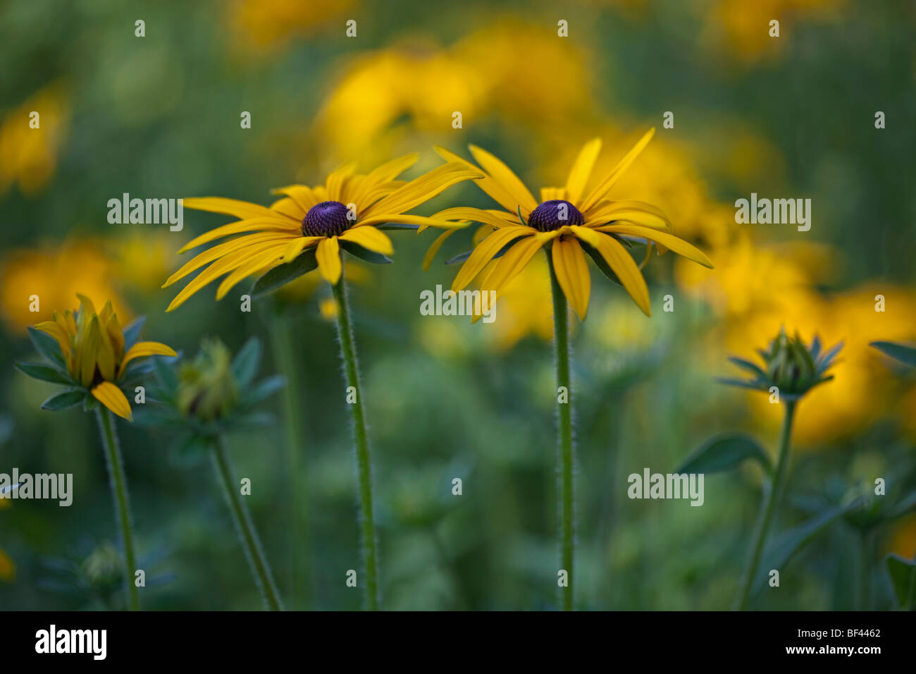 Rudbeckia in soft summer sunshine Stock Photo