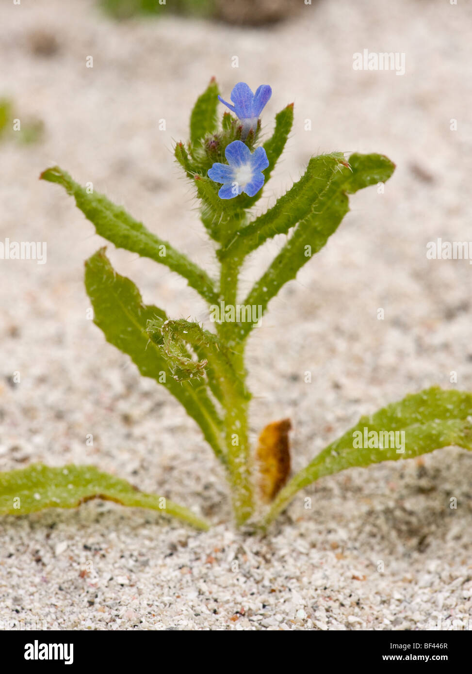 Bugloss Anchusa arvensis = Lycopsis, on sand; South Uist, Outer Hebrides, Scotland Stock Photo