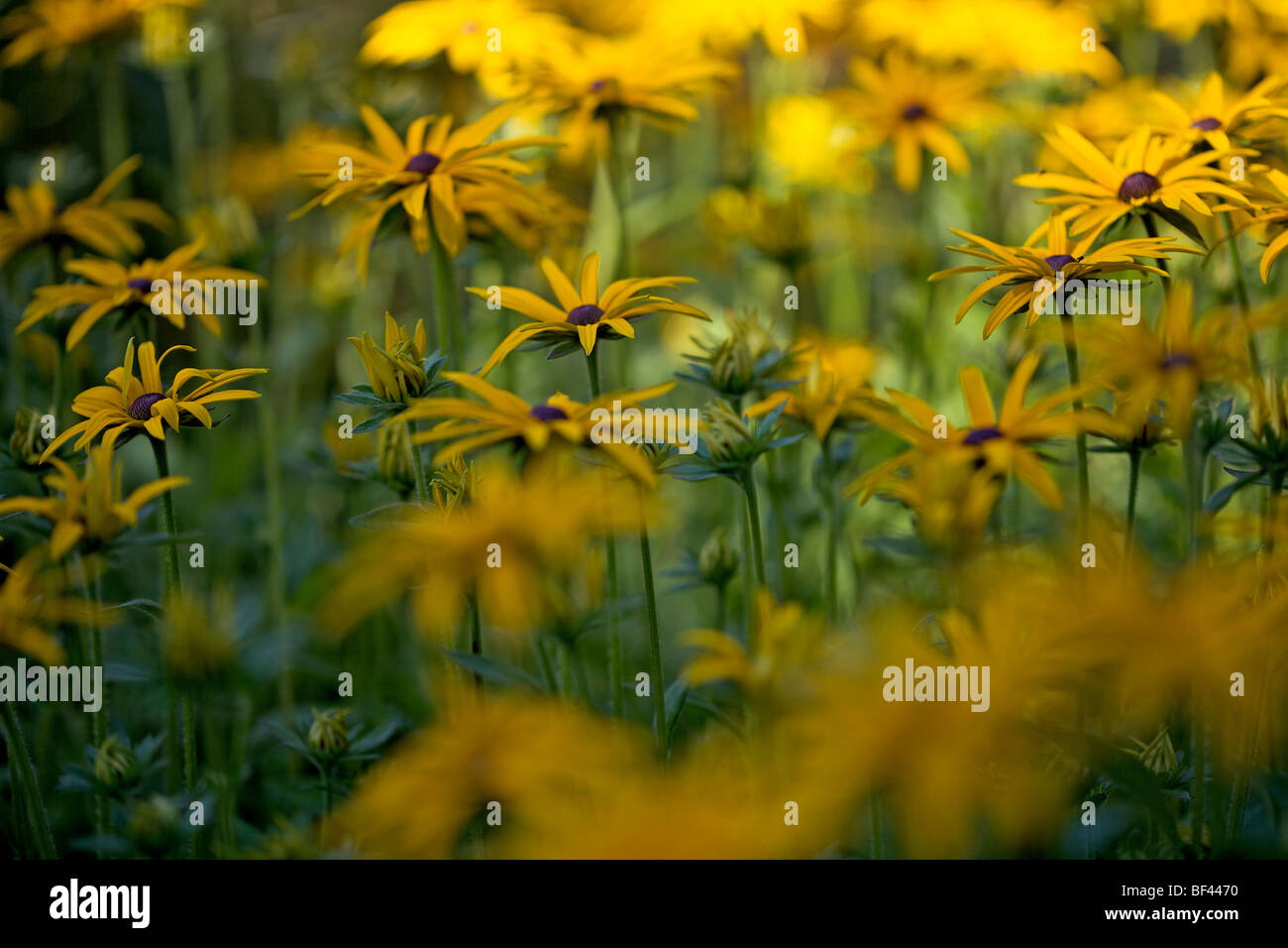 Rudbeckia in soft summer sunshine Stock Photo