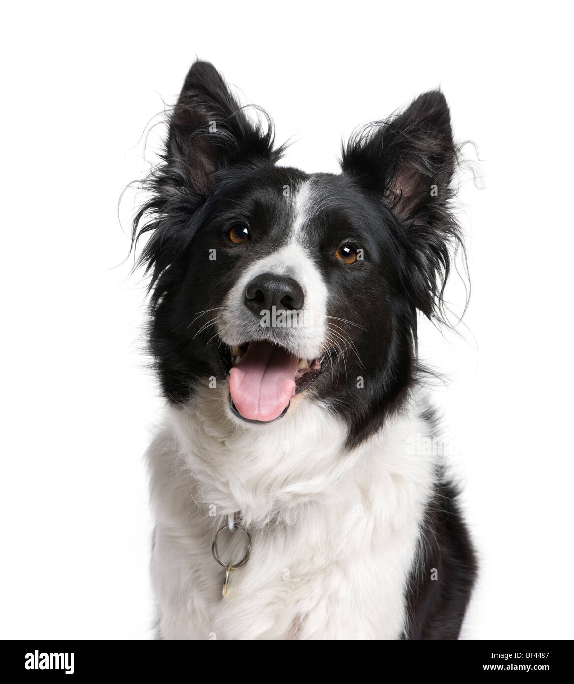 Border Collie, 7 years old, sitting in front of white background, studio shot Stock Photo