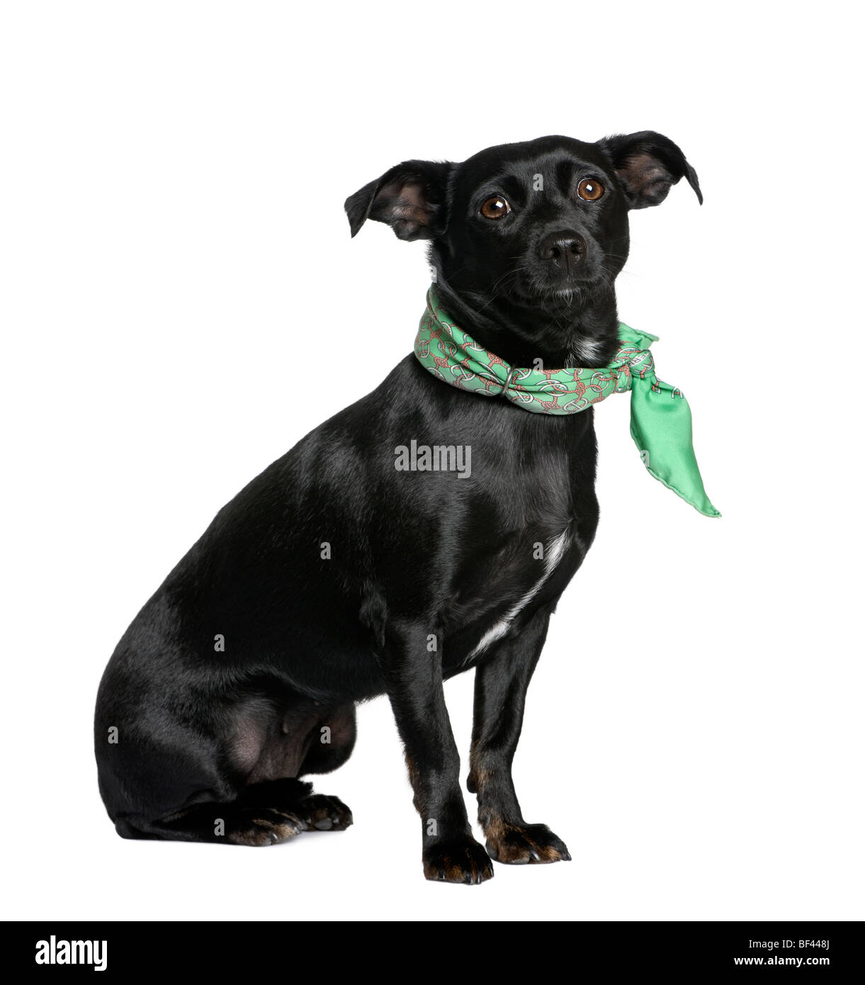 Mixed breed dog between a Chihuahua and a Dachshund, sitting in front of white background Stock Photo