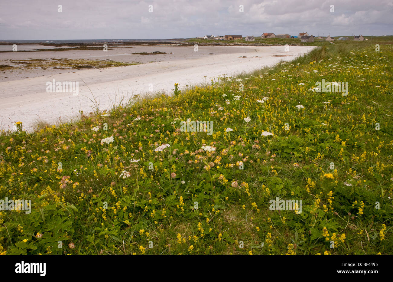 Coastal machair dominated by Kidney Vetch, at Balranald on the west coast of North Uist, Outer Hebrides, Scotland Stock Photo