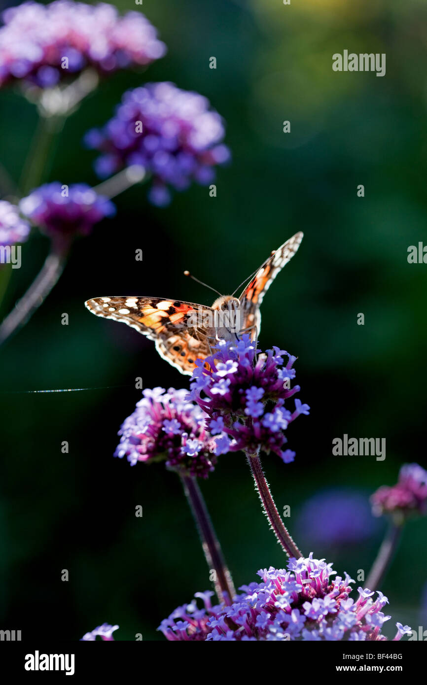 Painted lady butterfly on Verbena Bonariensis Stock Photo