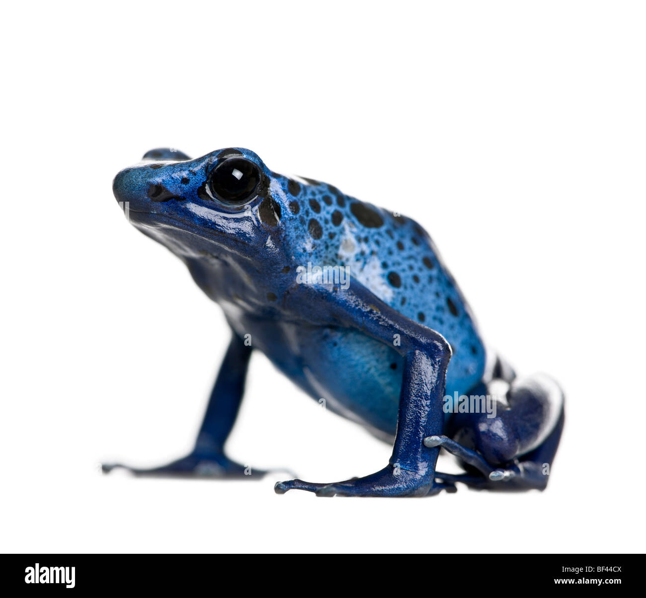 Blue poison dart frog, Dendrobates azuresus, in front of white background, studio shot Stock Photo