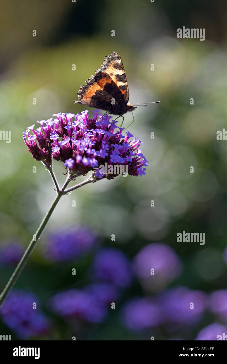 Painted lady butterfly on Verbena Bonariensis Stock Photo