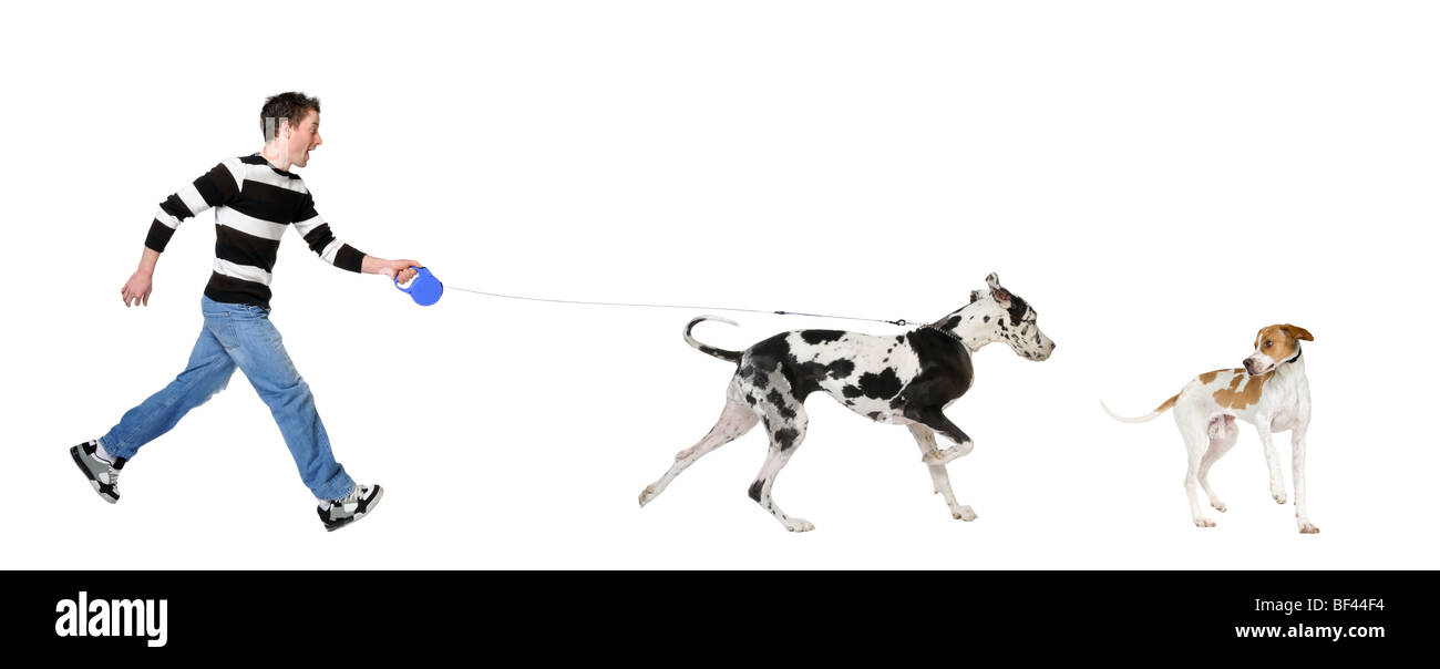 Man walking his Great Dane dog, 4 years old, in front of a white background, studio shot Stock Photo