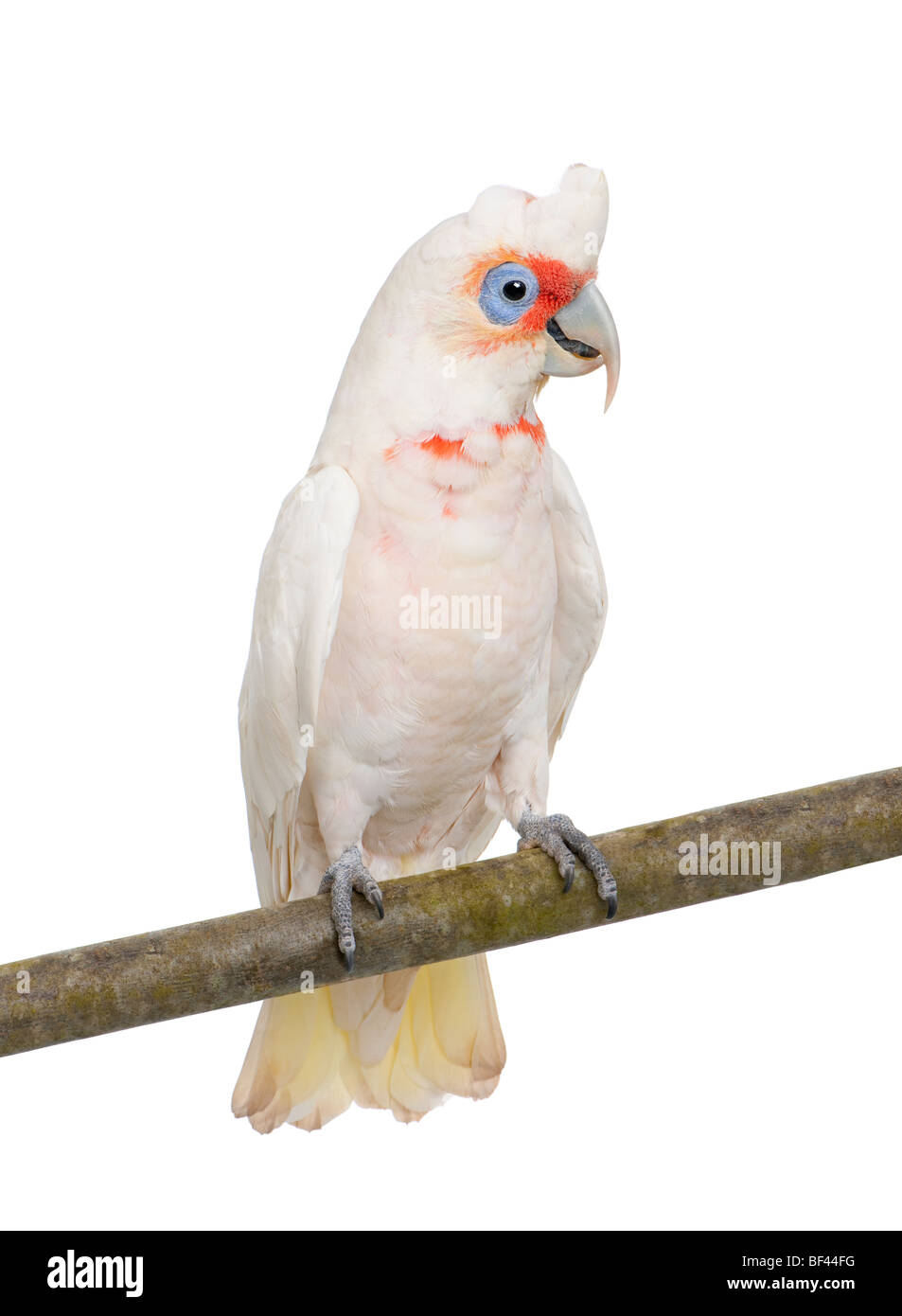 Long-billed Corella, Cacatua tenuirostris, in front of a white background, studio shot Stock Photo