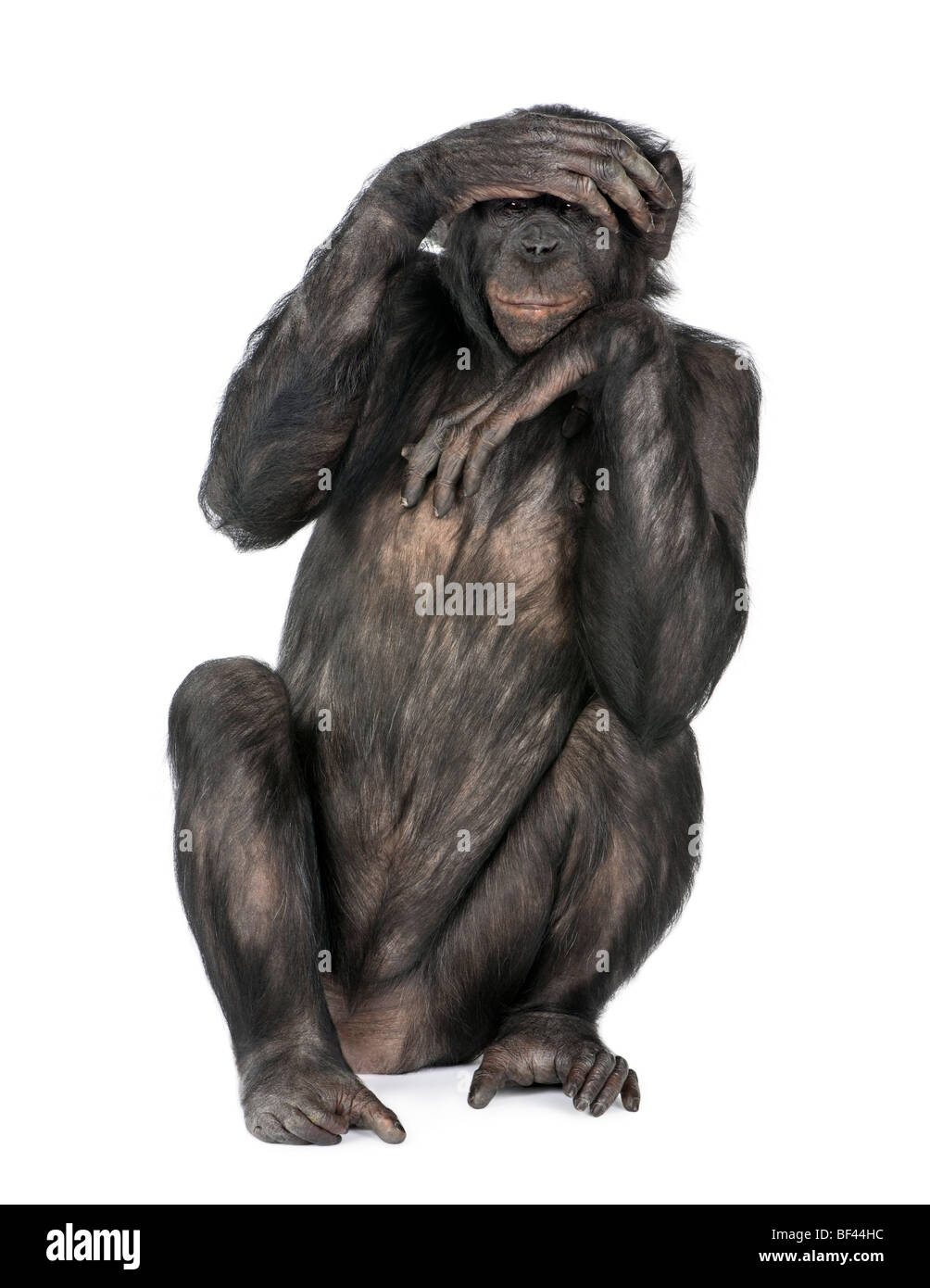 Portrait of chimpanzee with hand on head sitting in front of white background, studio shot Stock Photo