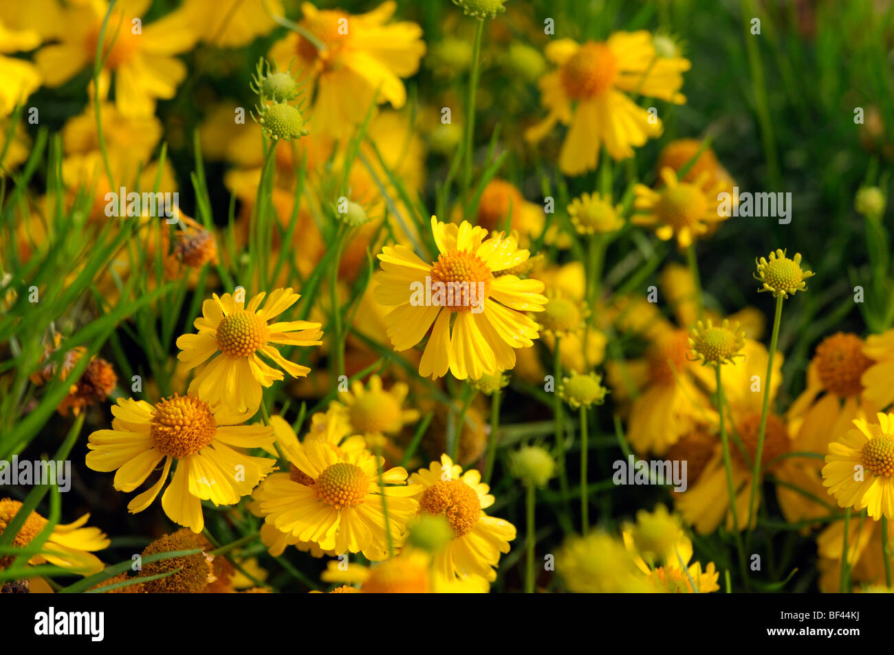 Helenium 'gold field'  flower Sneezeweed closeup close up macro portrait detail flower bloom perennial Stock Photo