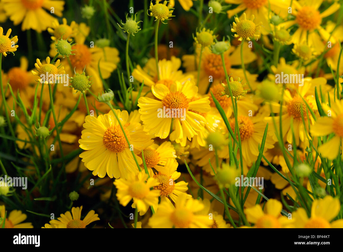Helenium 'gold field' flower Sneezeweed closeup close up macro portrait detail flower bloom perennial Stock Photo