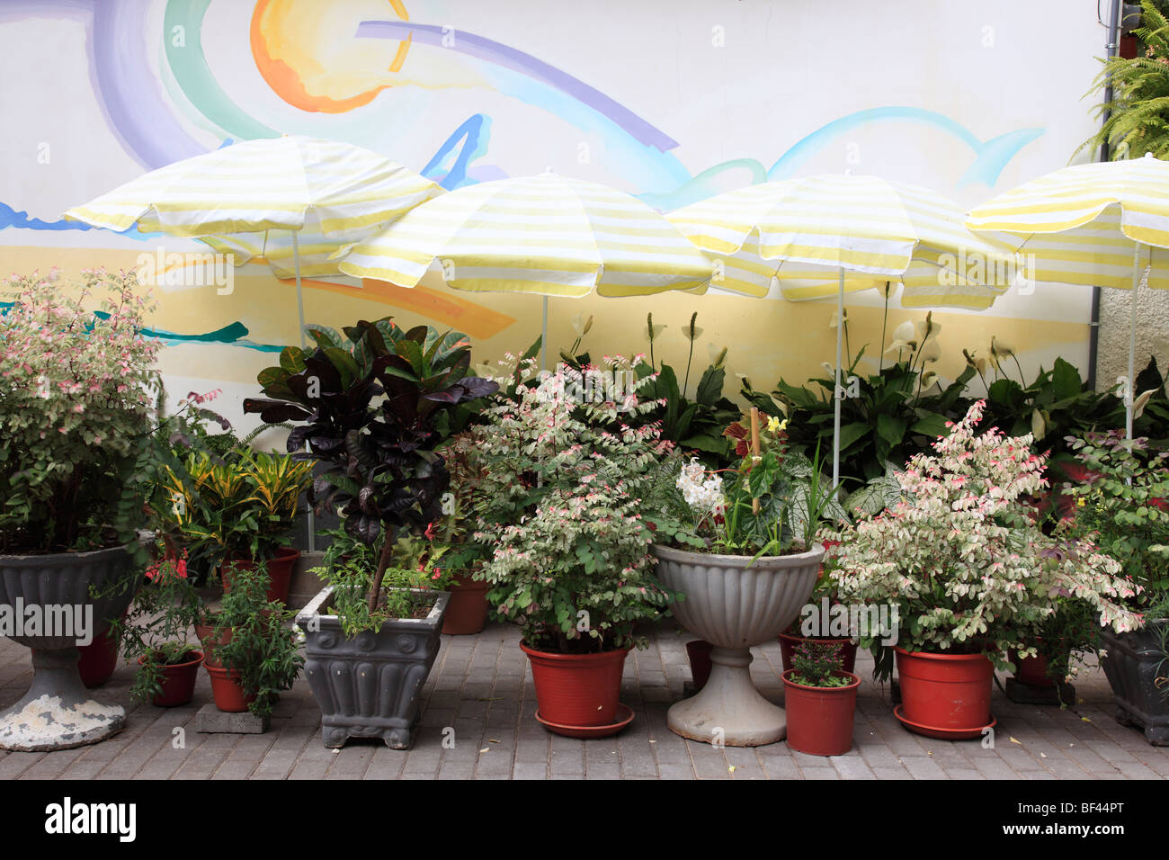 many flower pots and umbrellas on the island of Madeira, Portugal