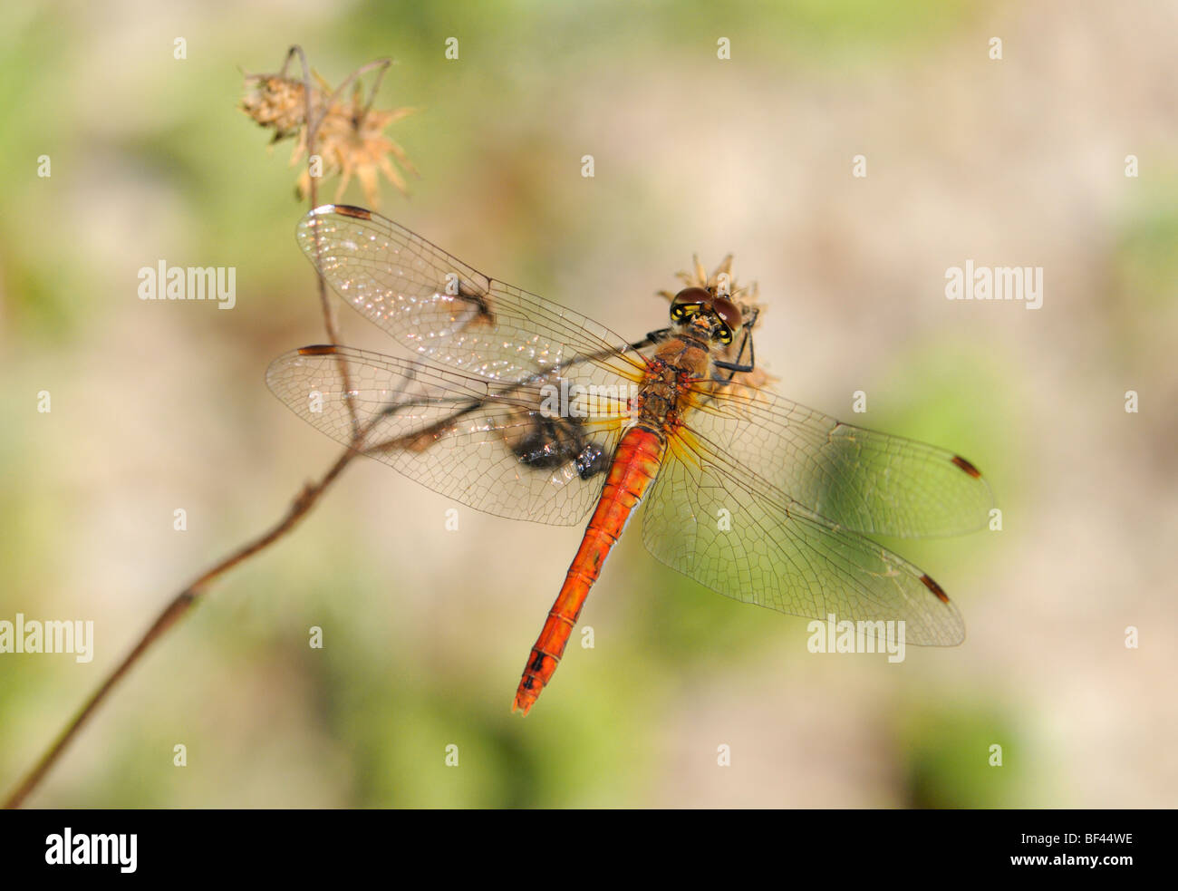 Red-veined Darter Dragonfly (Symetrum fonscolombii) Male. W. Hungary, August. Stock Photo