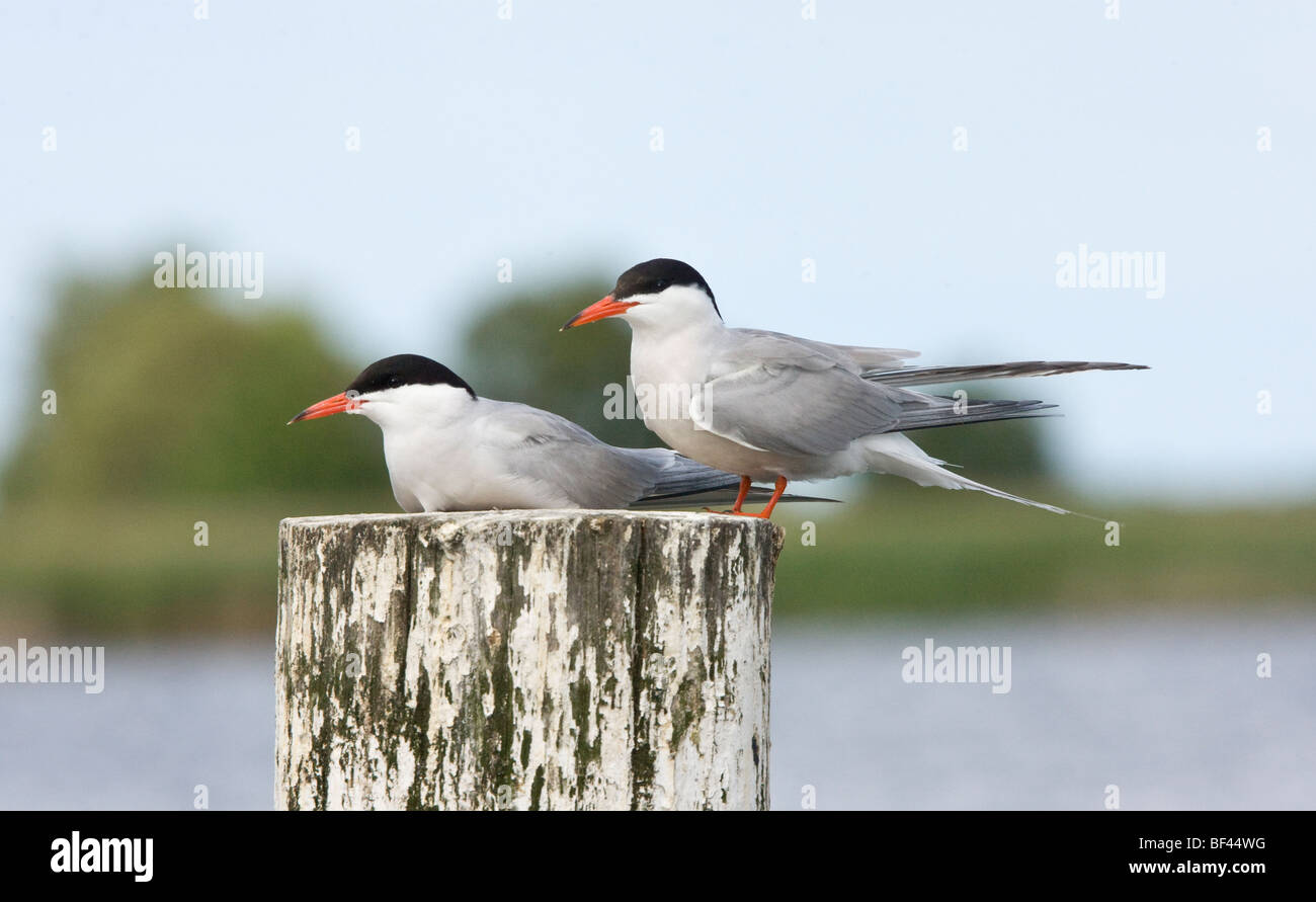 Common tern pair Sterna hirundo sitting on post, Martham Broad, Norfolk. Stock Photo