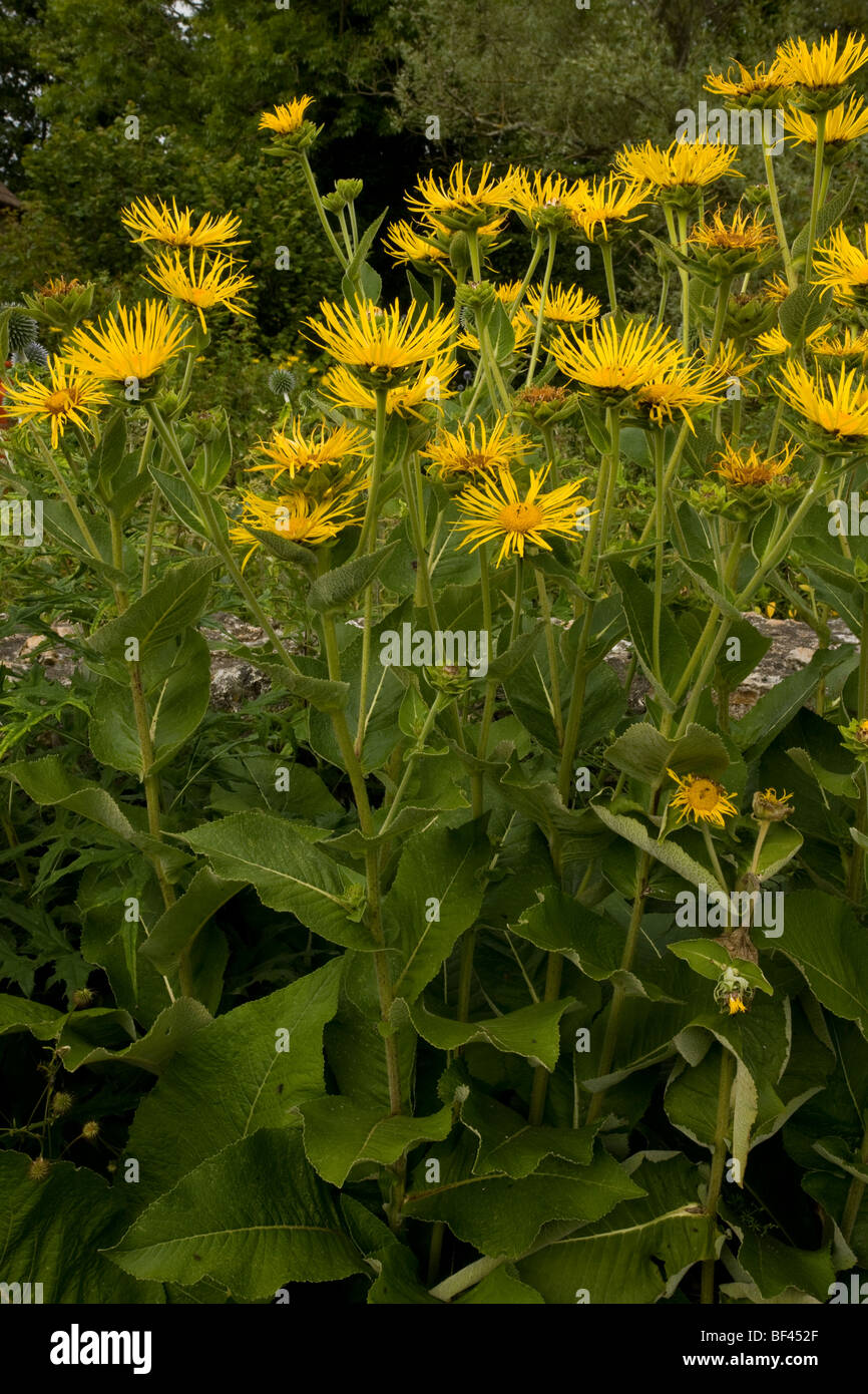 Elecampane, Inula helenium, growing in garden; used as a medicinal and ornamental plant. Dorset. Stock Photo