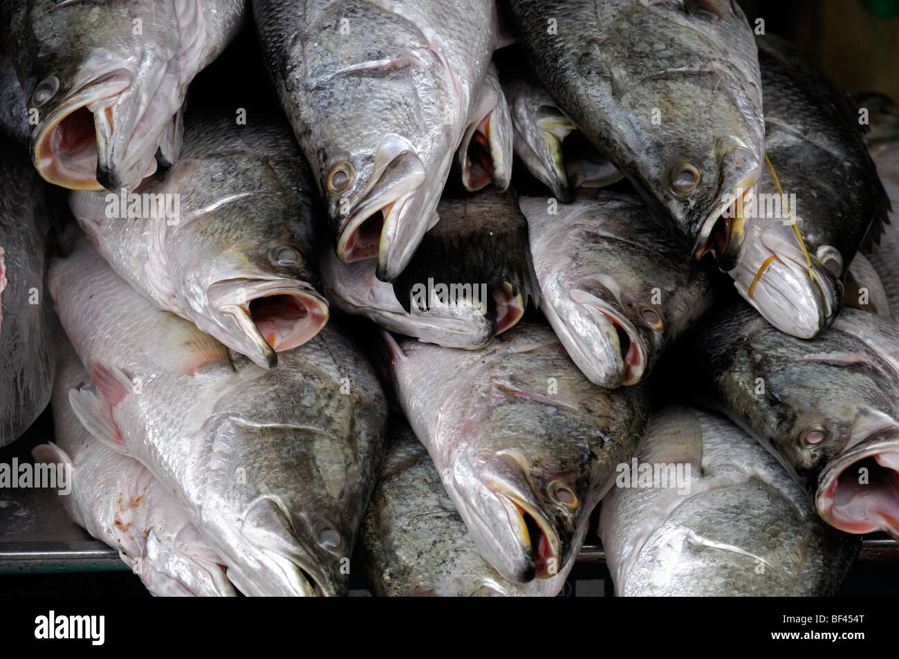 Kinmedai (golden eye snapper) on Fish Auction in Yaidu, Japan Stock Photo -  Alamy