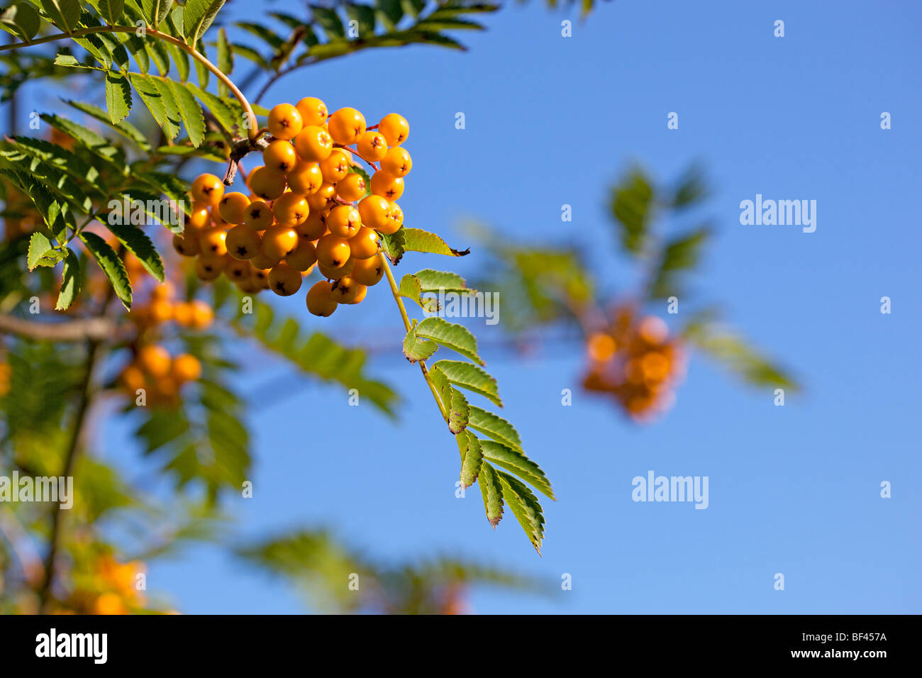 Yellow Rowan Berries - Sorbus 'Sunshine' against a deep blue sky Stock Photo