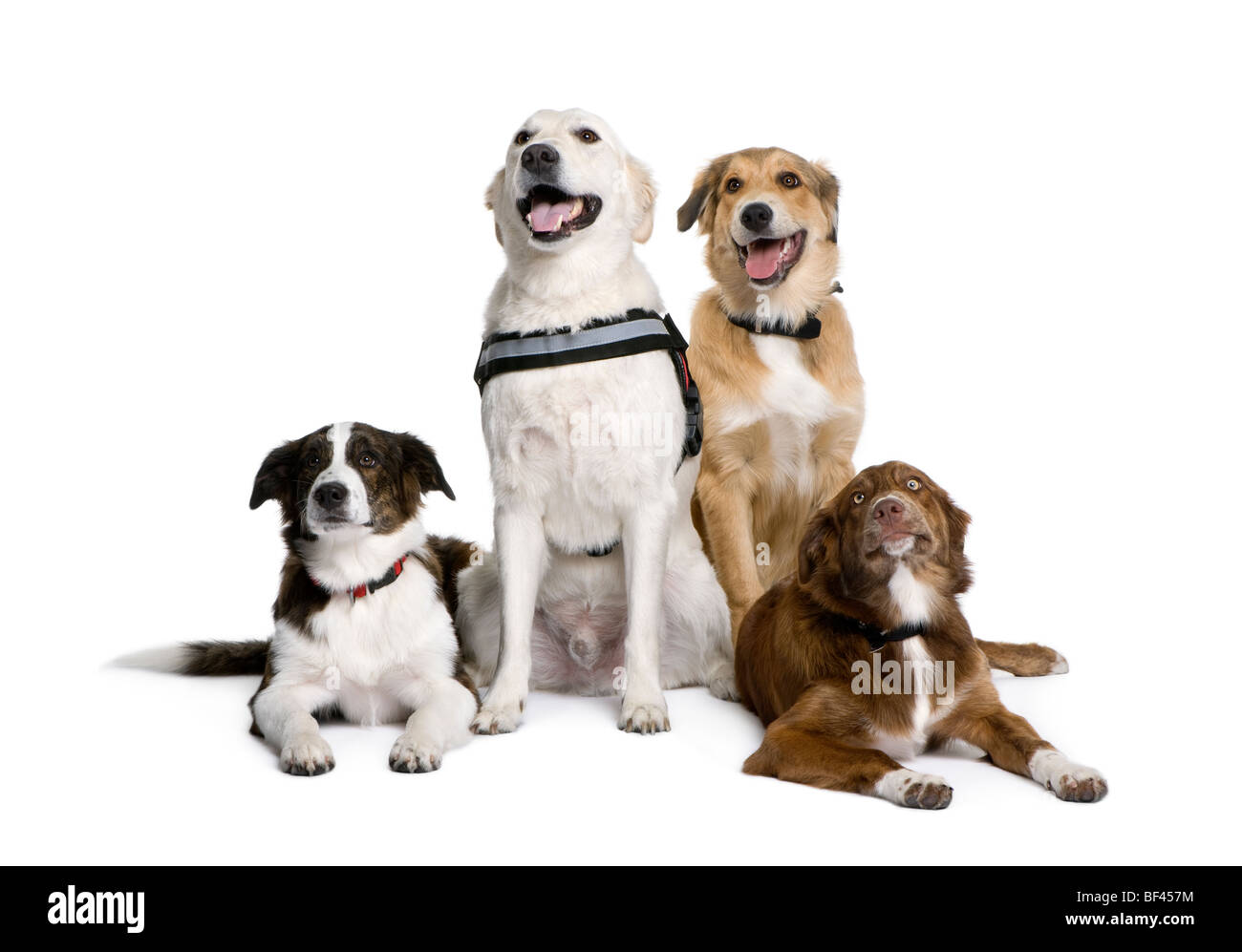Group of bastard dogs sitting in front of white background, studio shot Stock Photo Alamy