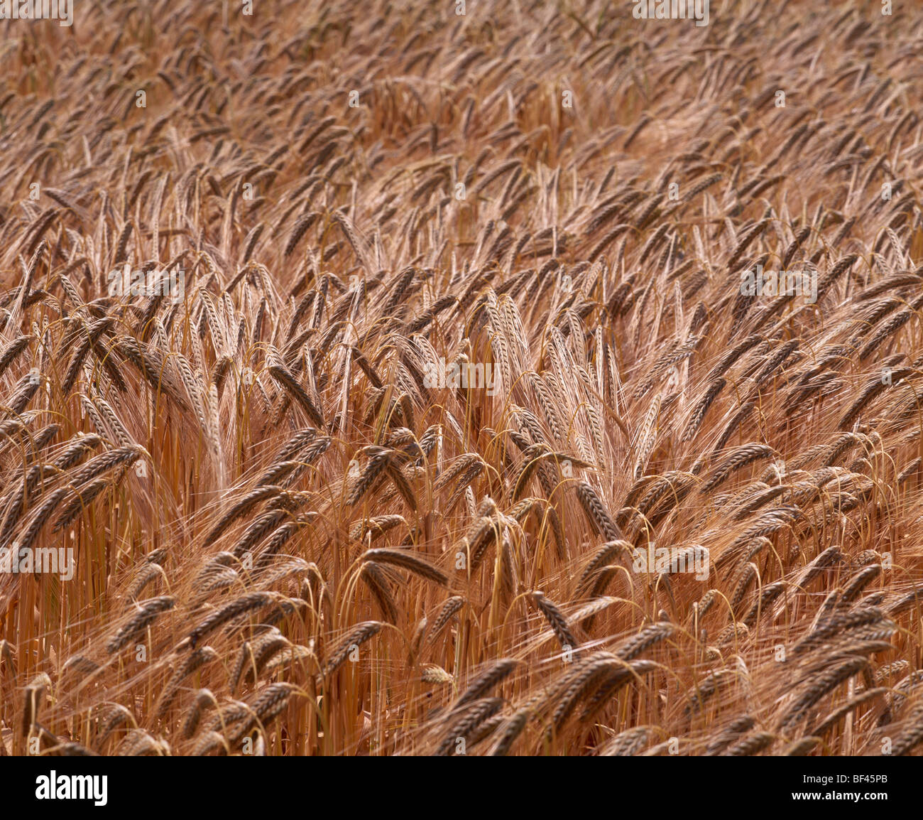 Field of barley France Stock Photo - Alamy