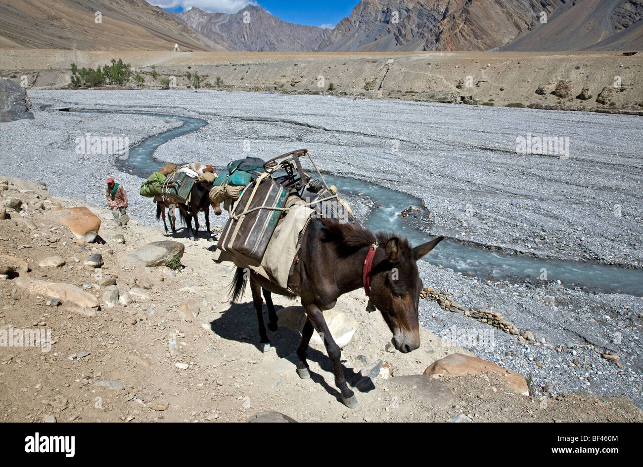 Mules carrying load hi-res stock photography and images - Alamy