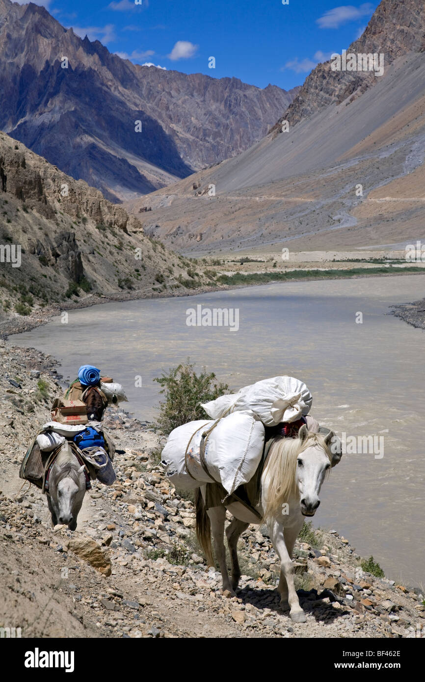 Horse carrying load hires stock photography and images Alamy