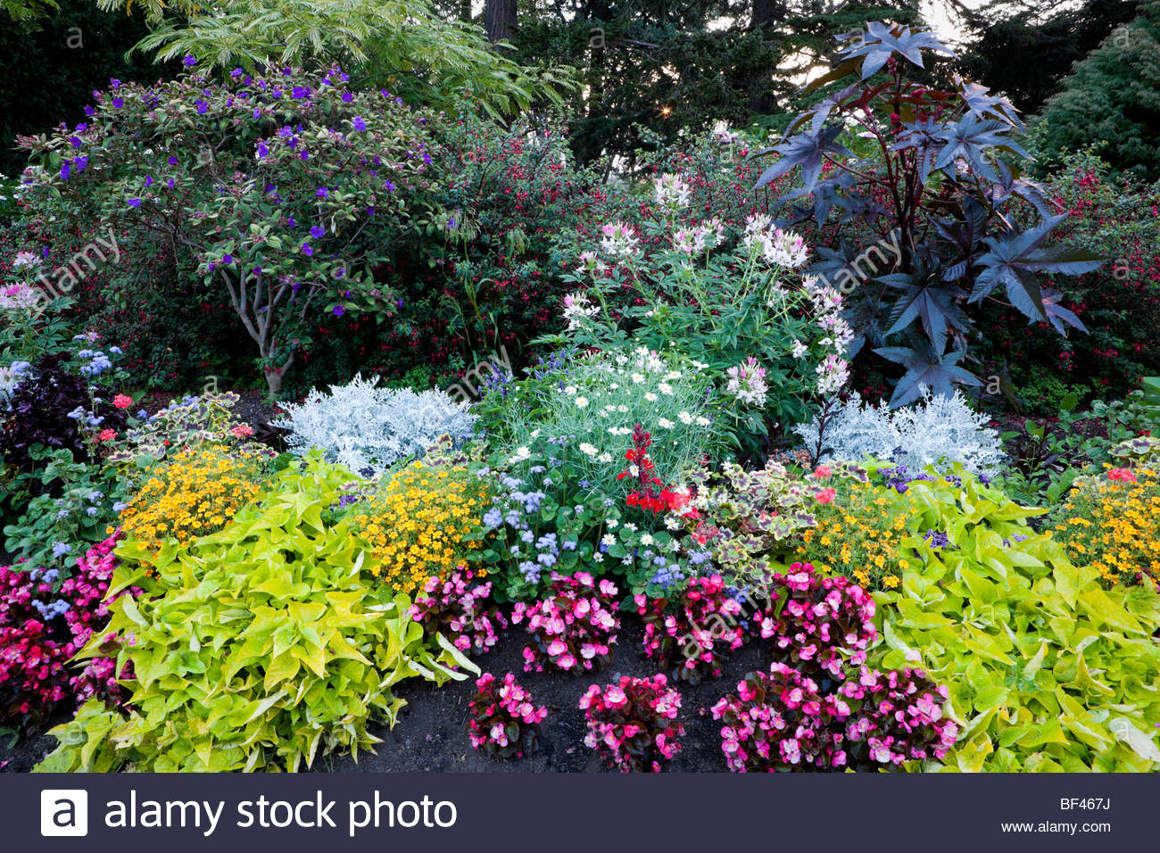 beacon hill park flower garden, victoria, b.c stock photo: 26522934