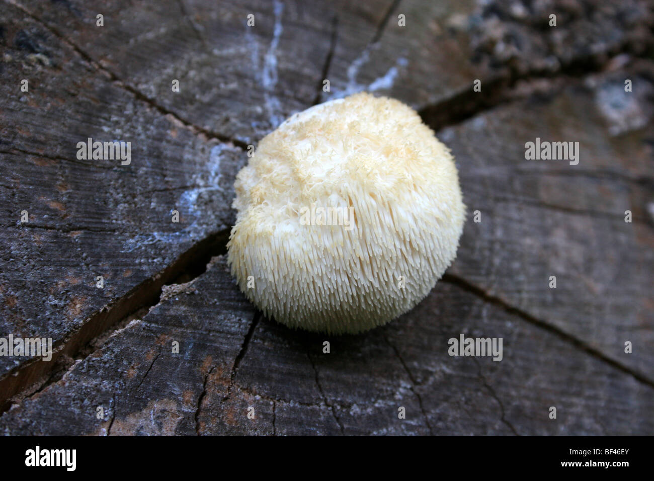 Hericium erinaceus, also called Lion's Mane Mushroom or Bearded Tooth Mushroom,  choice edible, also used in Asian medicine. Stock Photo