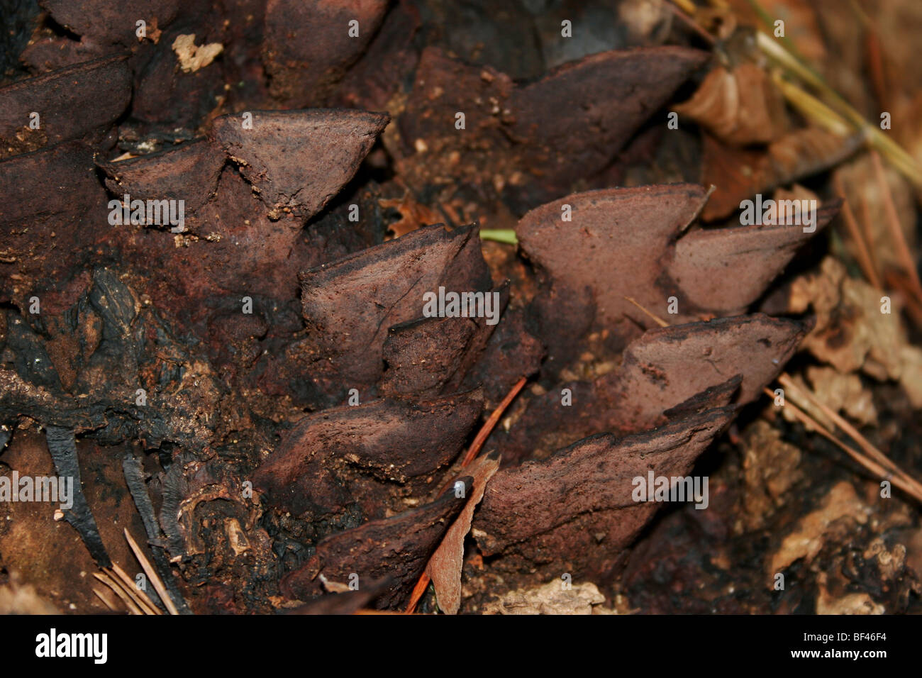 Fungi growing on dead pine tree, Richmond, Virginia Stock Photo