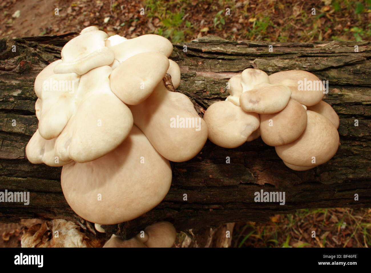 Oyster Mushrooms (Pleurotus ostreatus)growing on dead deciduous tree in
