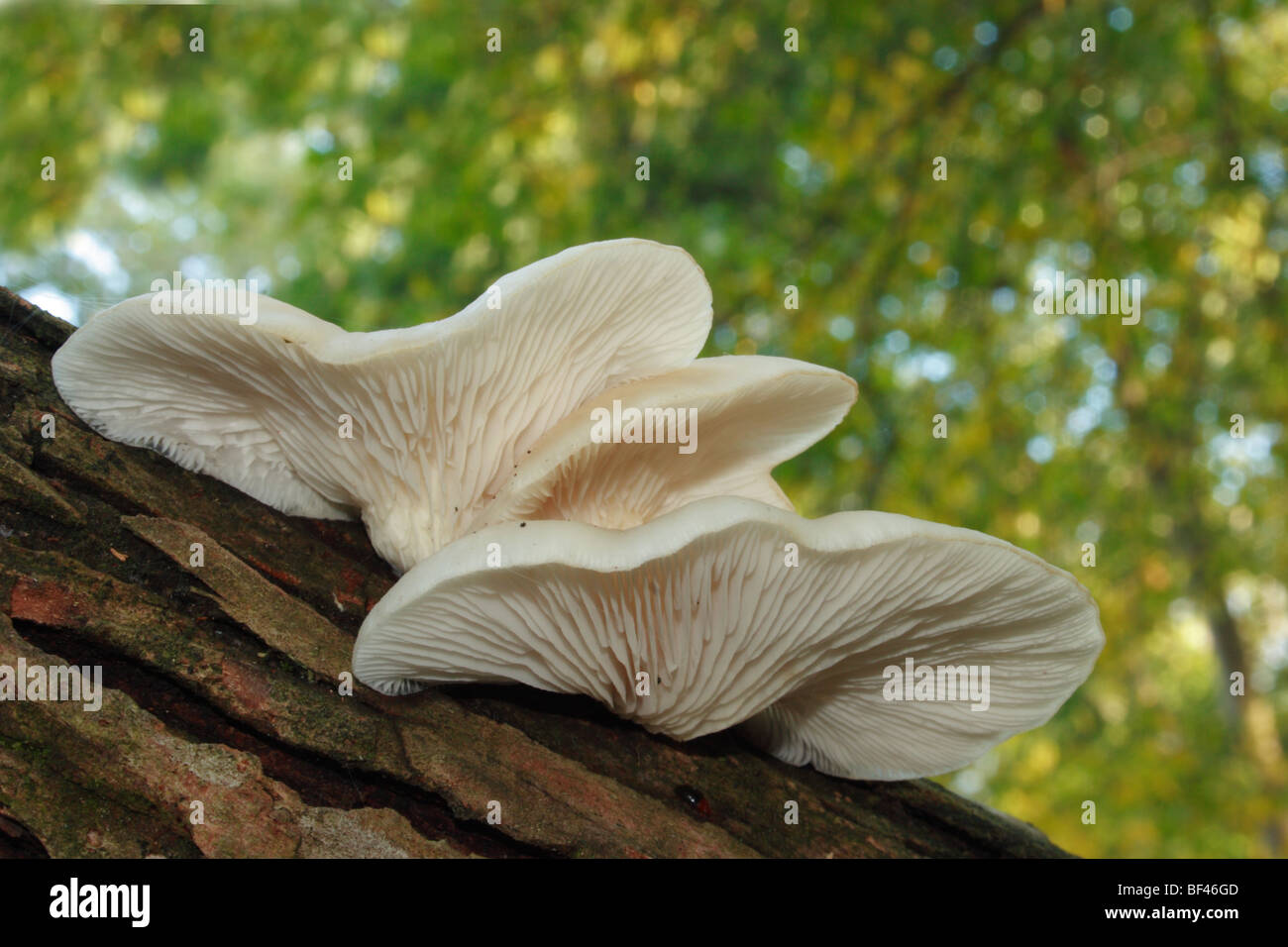 Oyster Mushrooms (Pleurotus ostreatus)growing on dead deciduous tree in