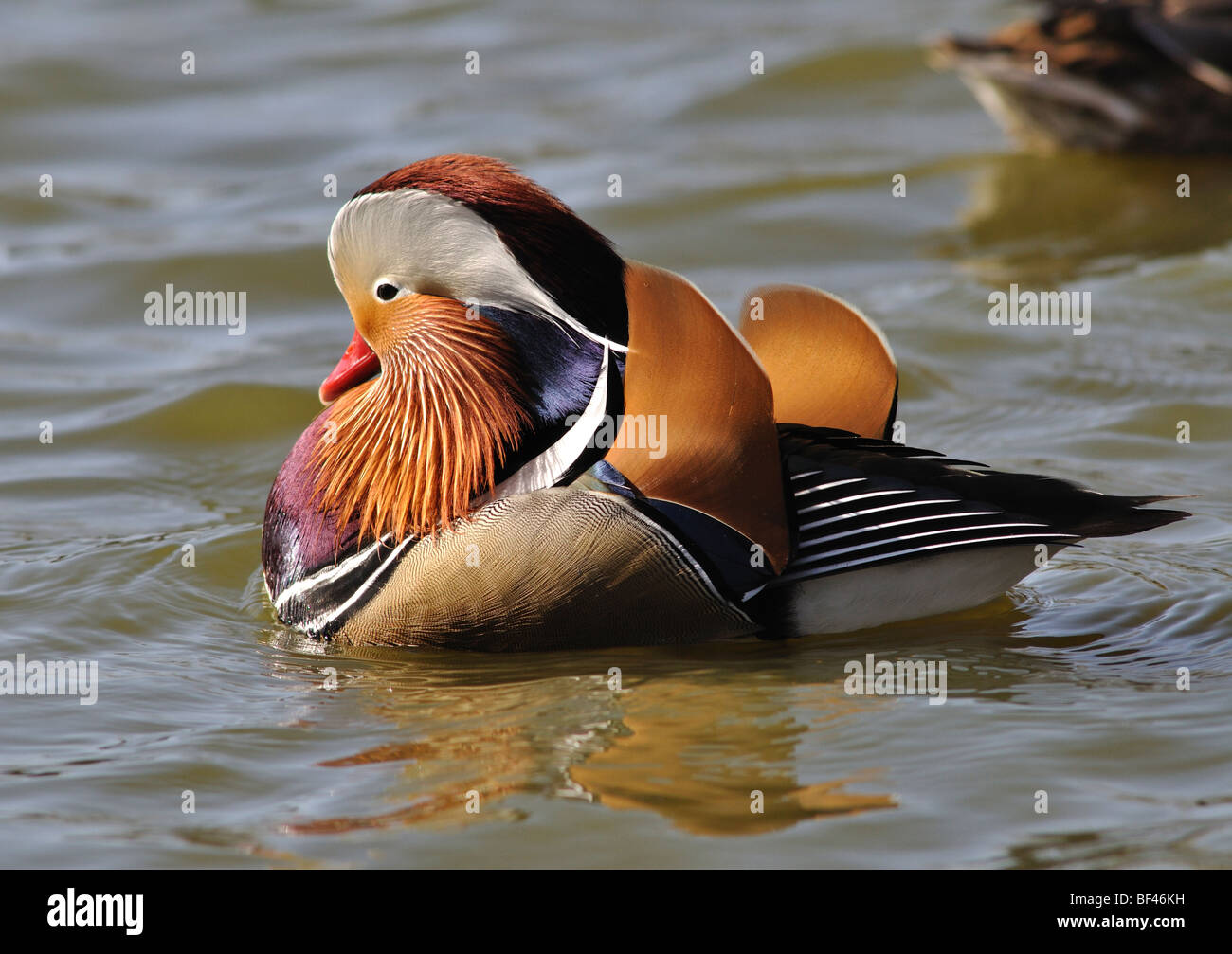 Mandarin duck , Aix galericulata . Male . Stock Photo