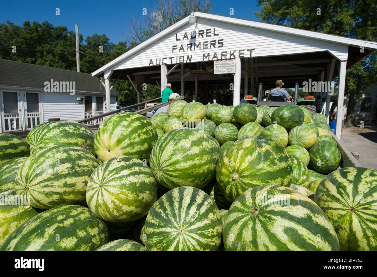 Watermelons being sold at Laurel Farmers Market Produce Auction in ...