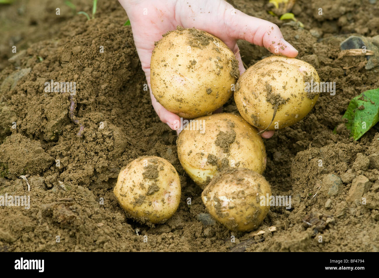 Aroostook county hires stock photography and images Alamy