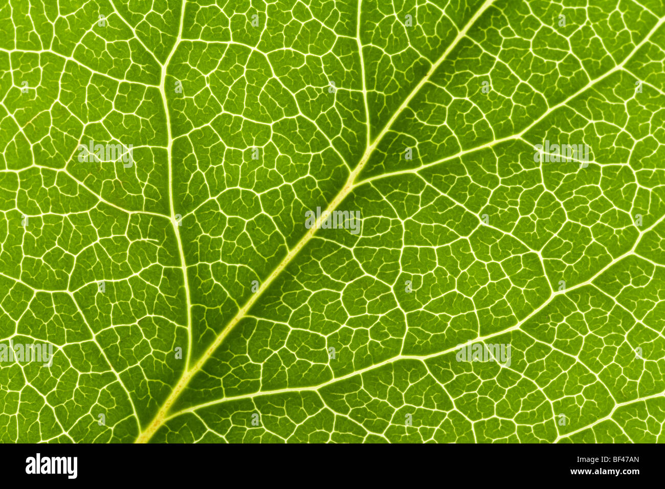 Green Leaf Vein close up shot for background Stock Photo - Alamy