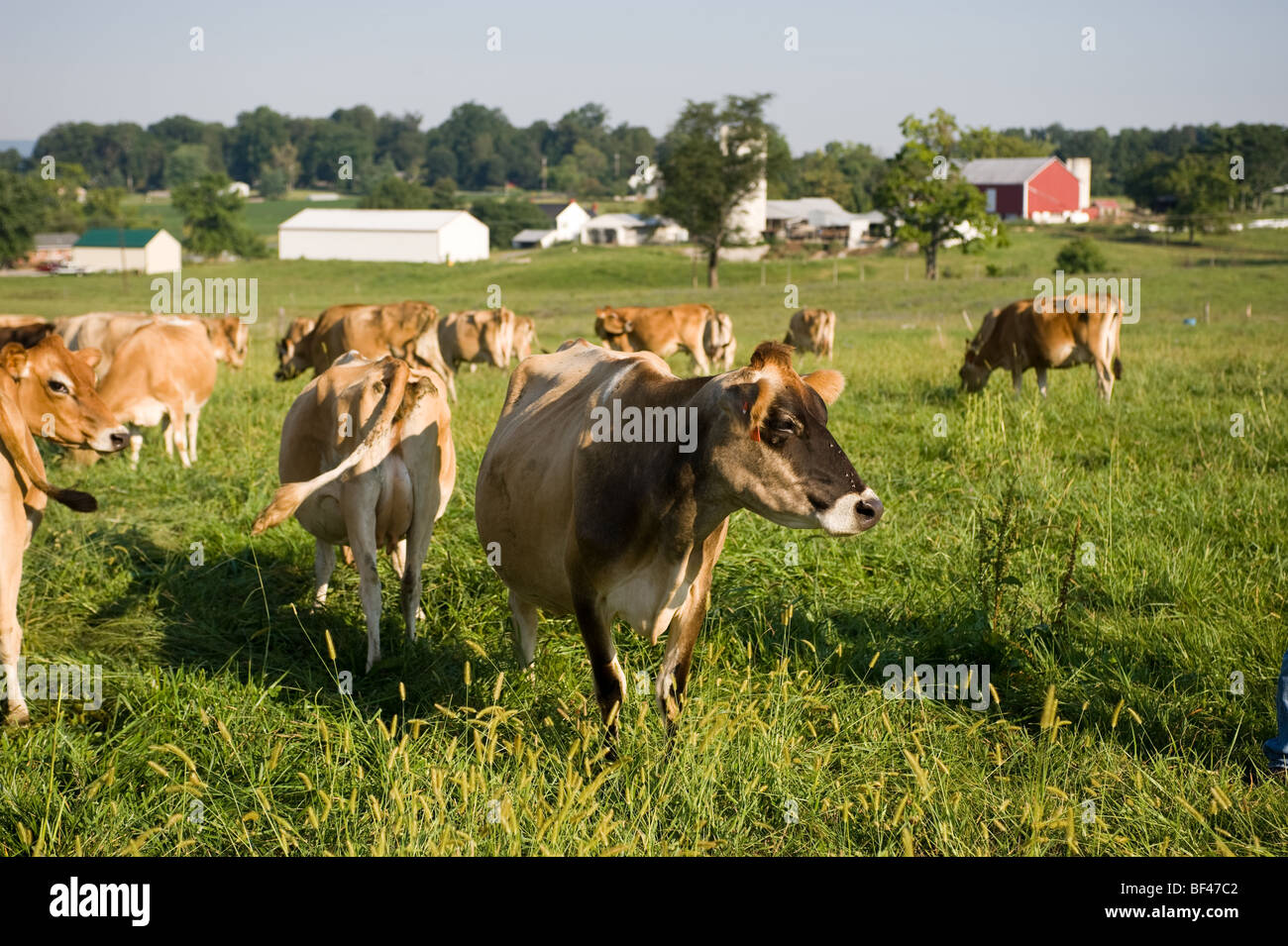 Organic Jersey Dairy Cows On Pasture Owned By Ron Holter, Holterhome 