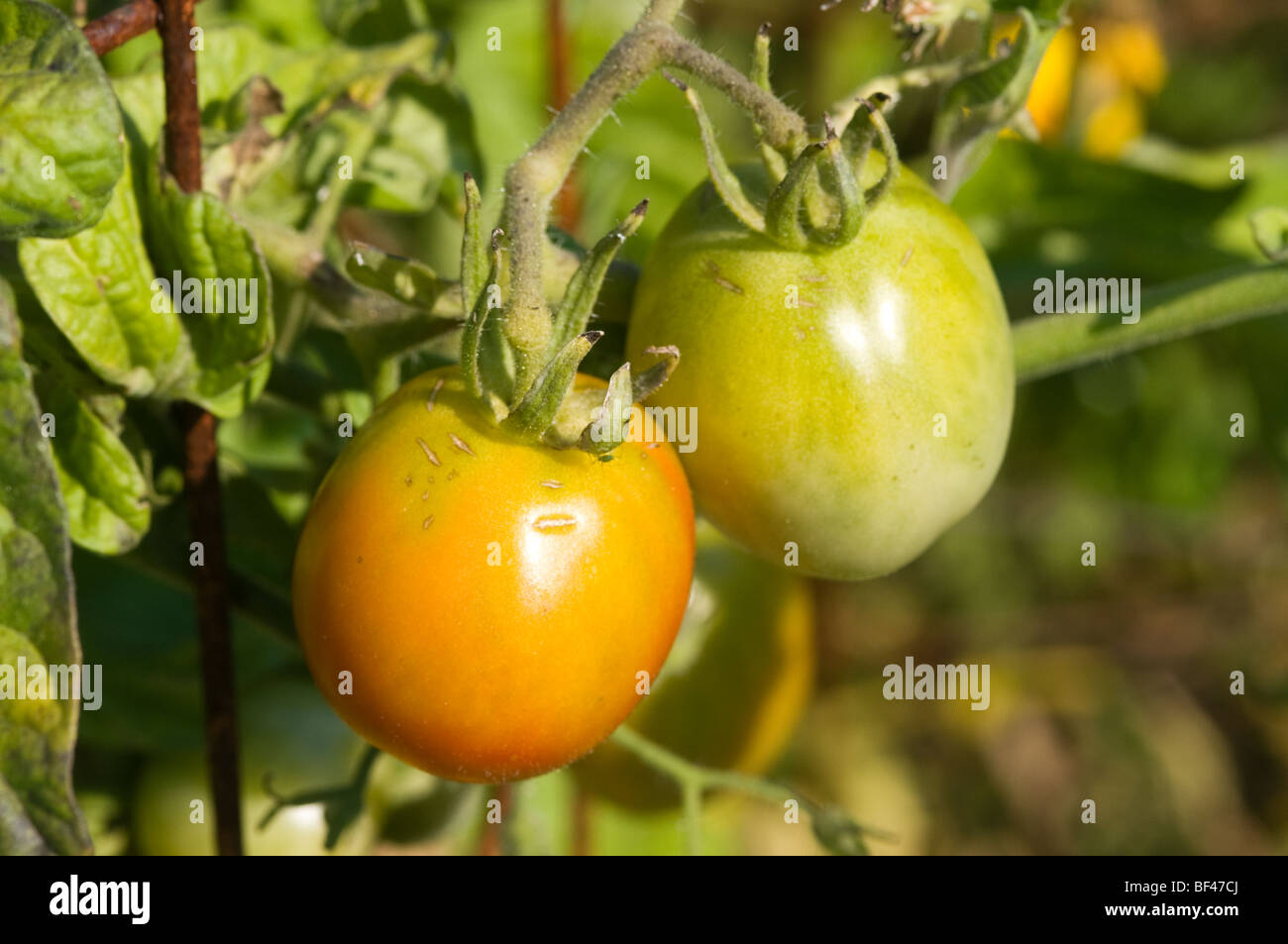 Tomatoes - Organic Farm Stock Photo