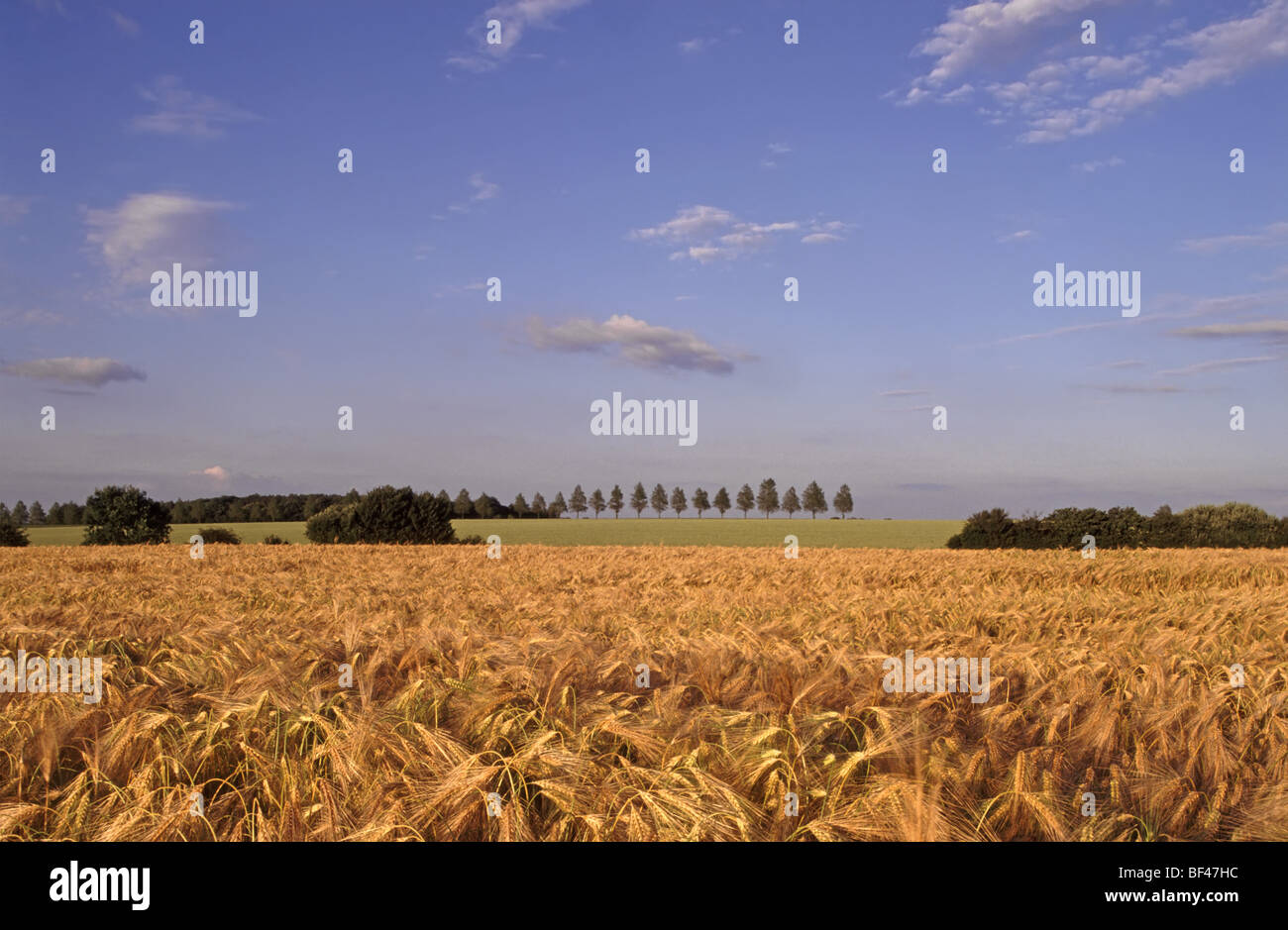 Essex countryside farmland landscape of ripe Barley crop Highwood