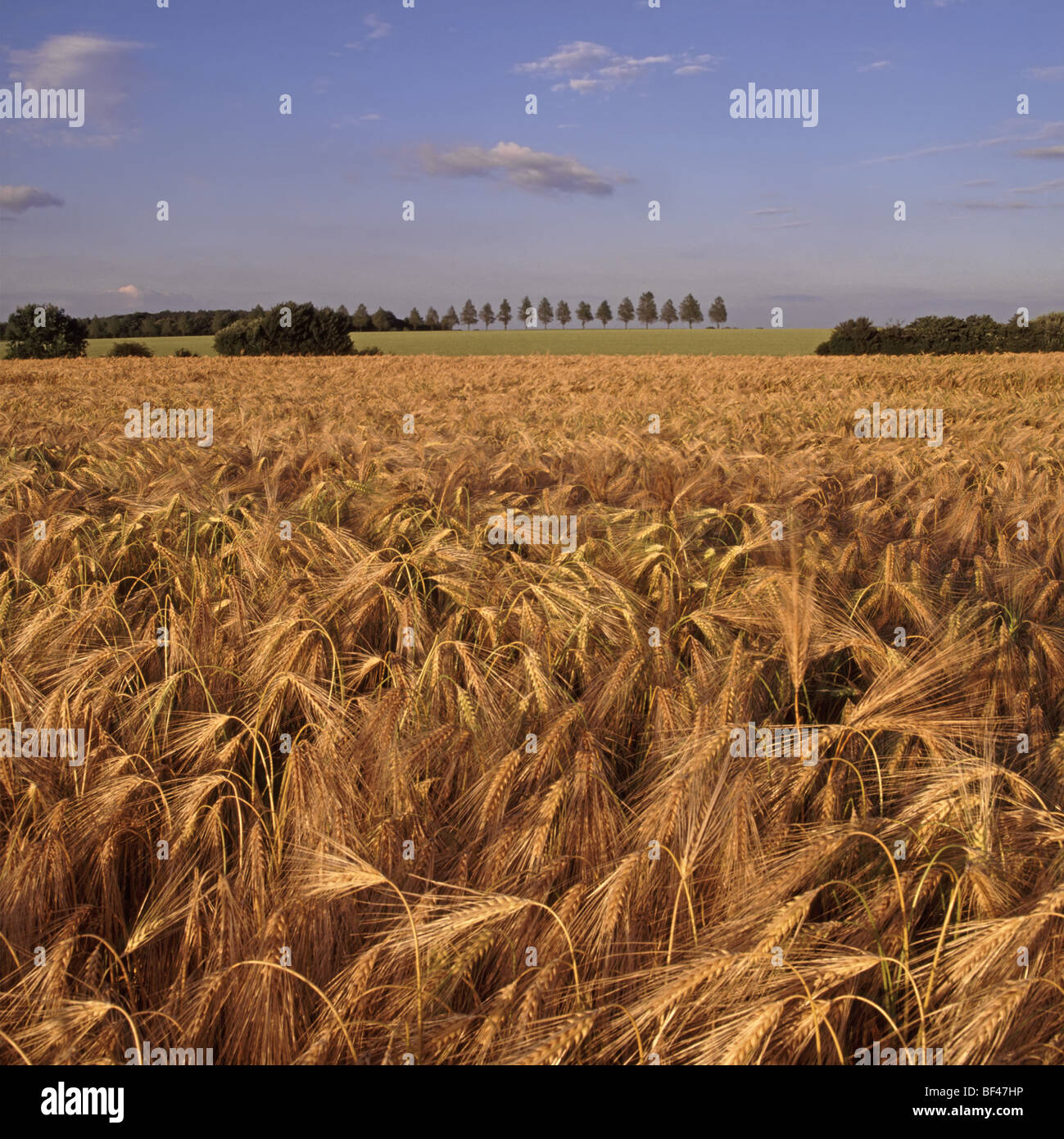 Essex countryside farmland landscape of ripe Barley crop Highwood Chelmsford England UK Stock Photo