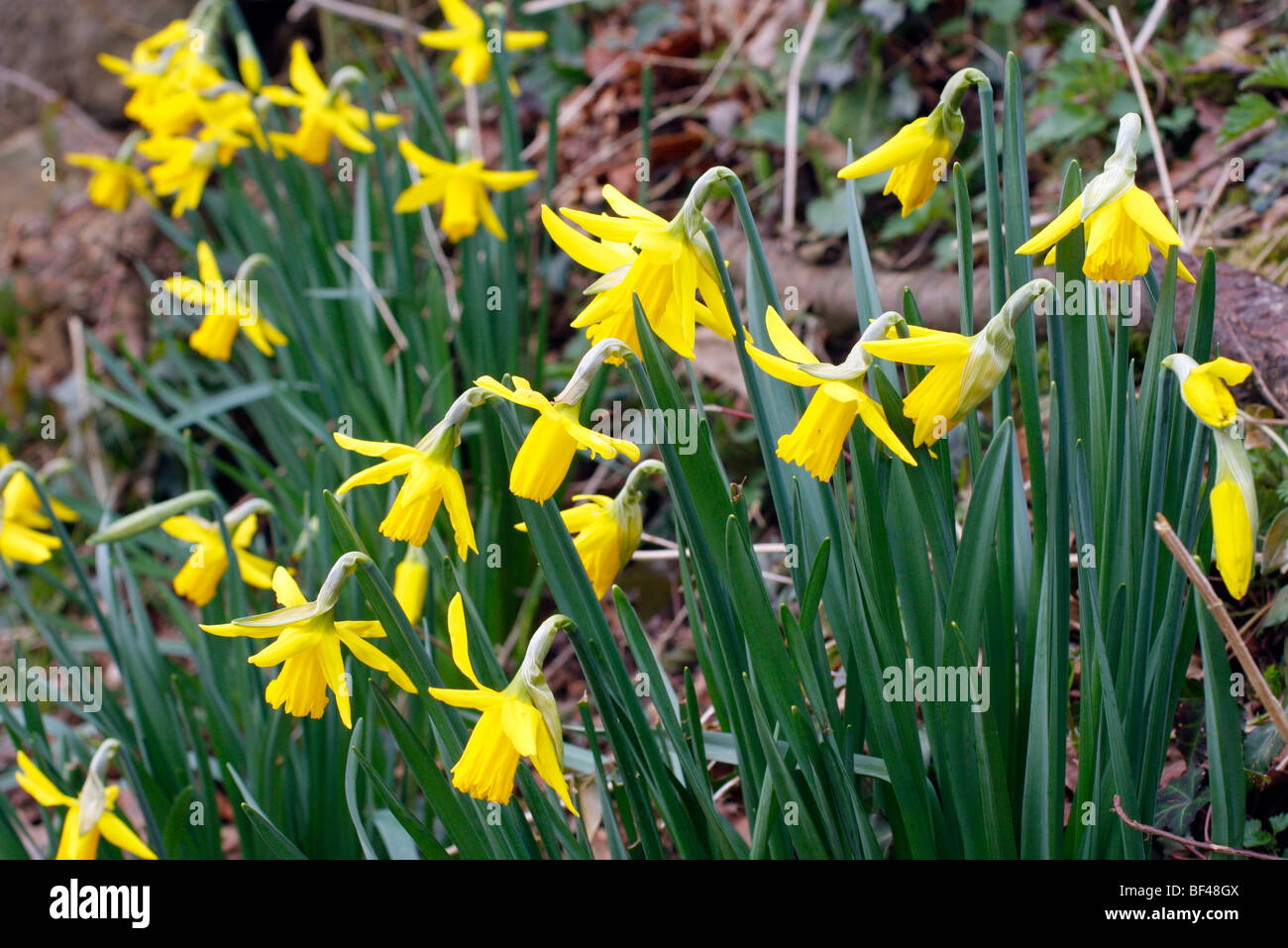 Narcissus February Gold on a Devon bank Stock Photo