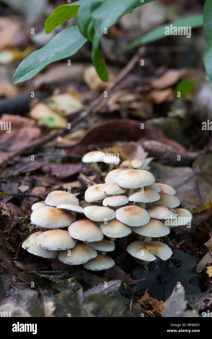 Clusters of young honey fungus caps (armillaria mellea) on an old decaying tree stump Stock Photo